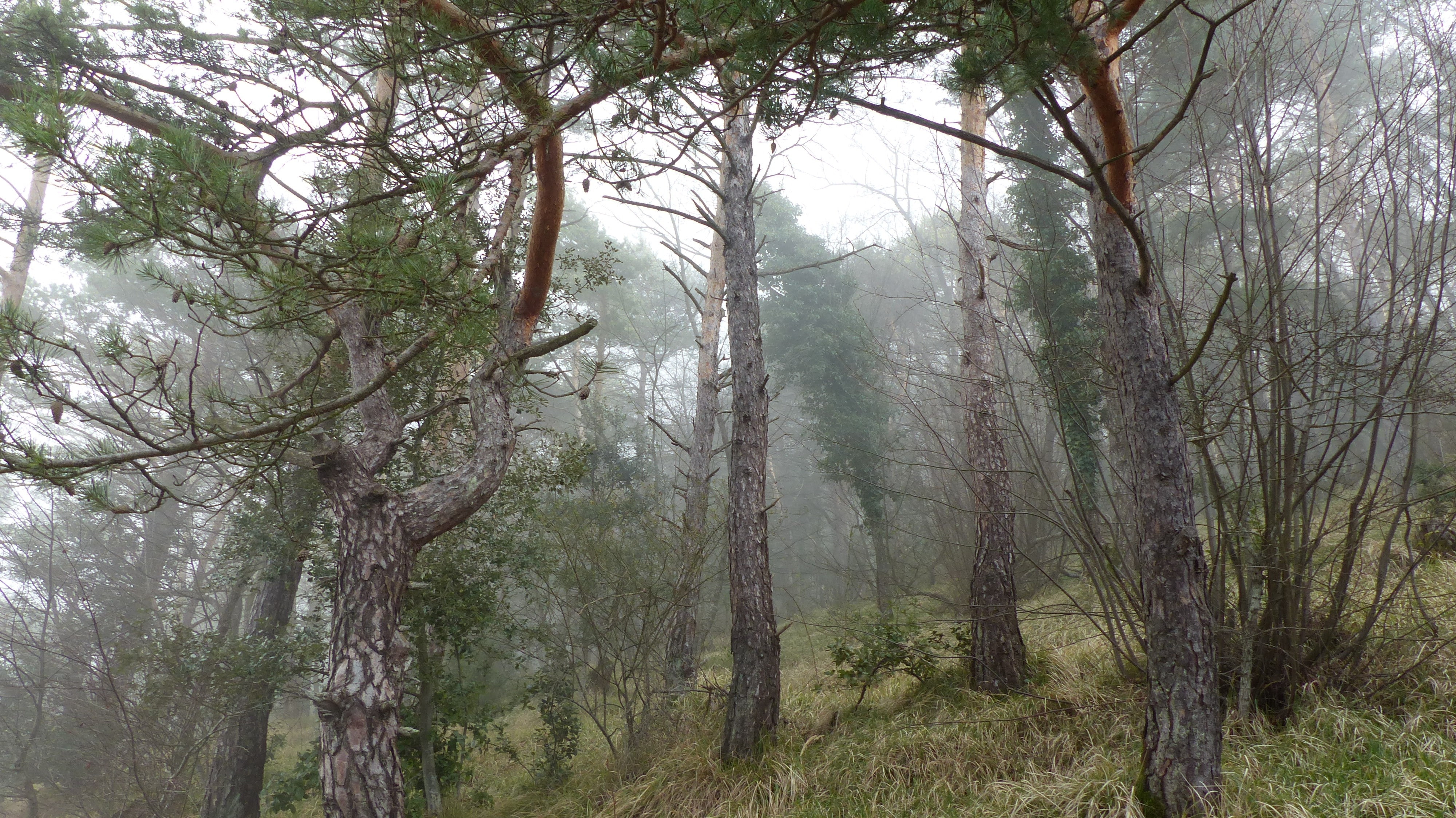 4K, mist, wood, Planted Tank, paysage, trees, HD Wallpaper
