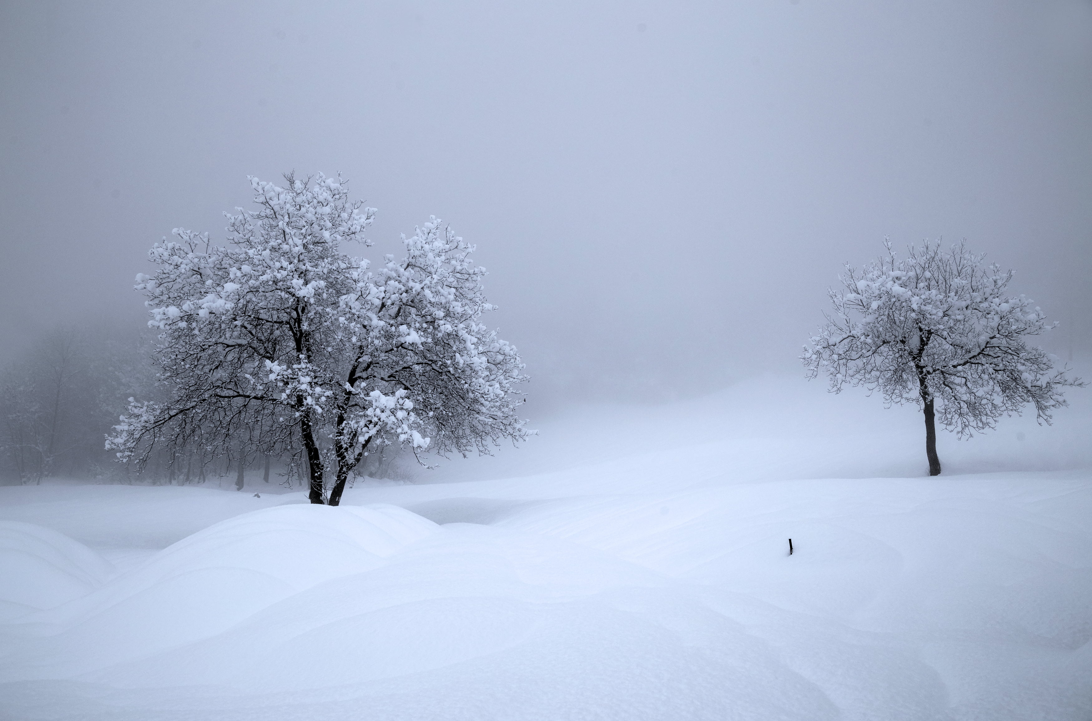 winter, paysage, trees, Switzerland, snow, 2K, nature, HD Wallpaper