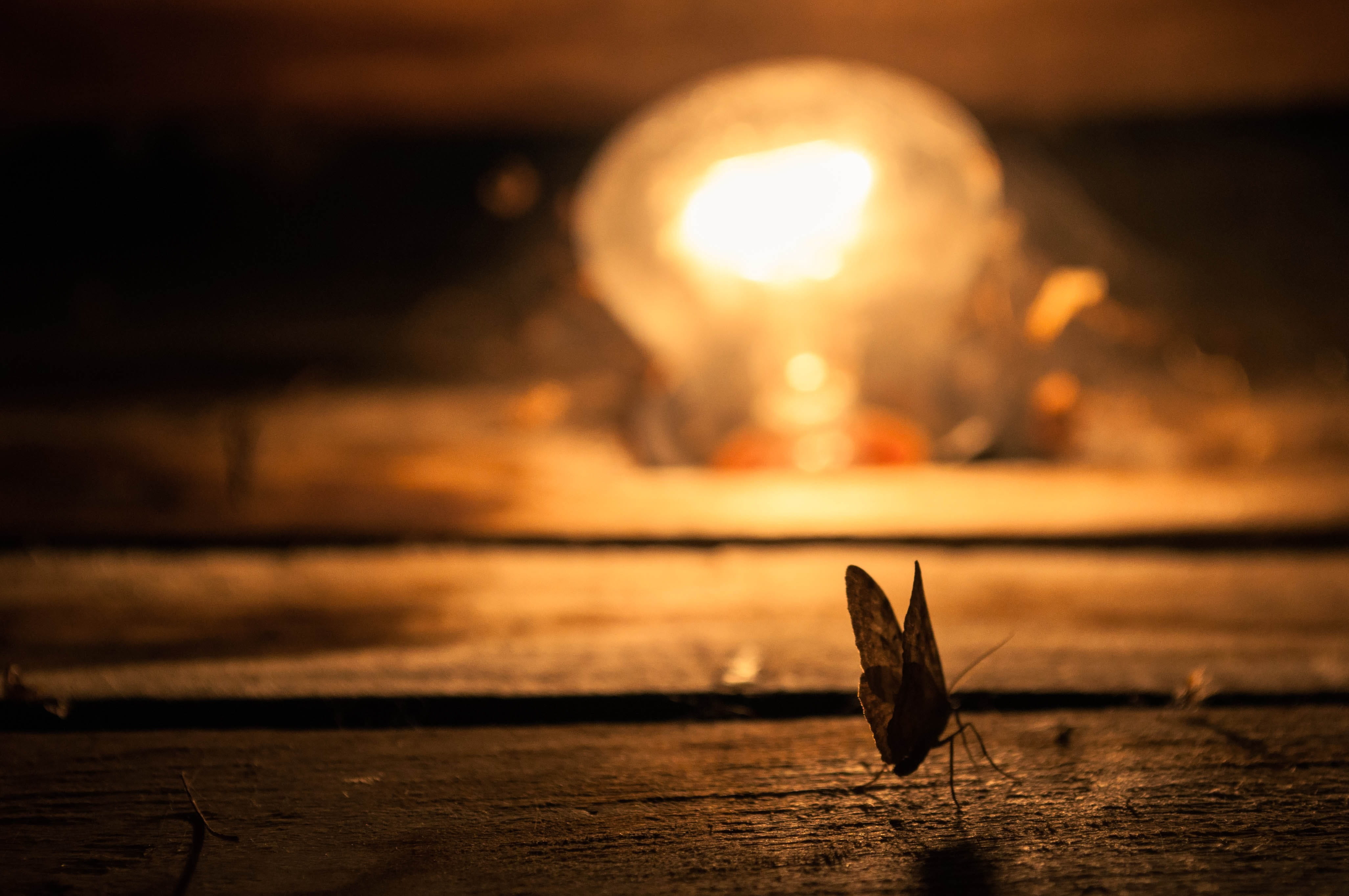 focus, table, illuminated, lightbulb, evening, burning, surface, wooden, indoors, brown, 4K, sunset, butterfly, close-up, wood - material, romance, selective focus, HD Wallpaper