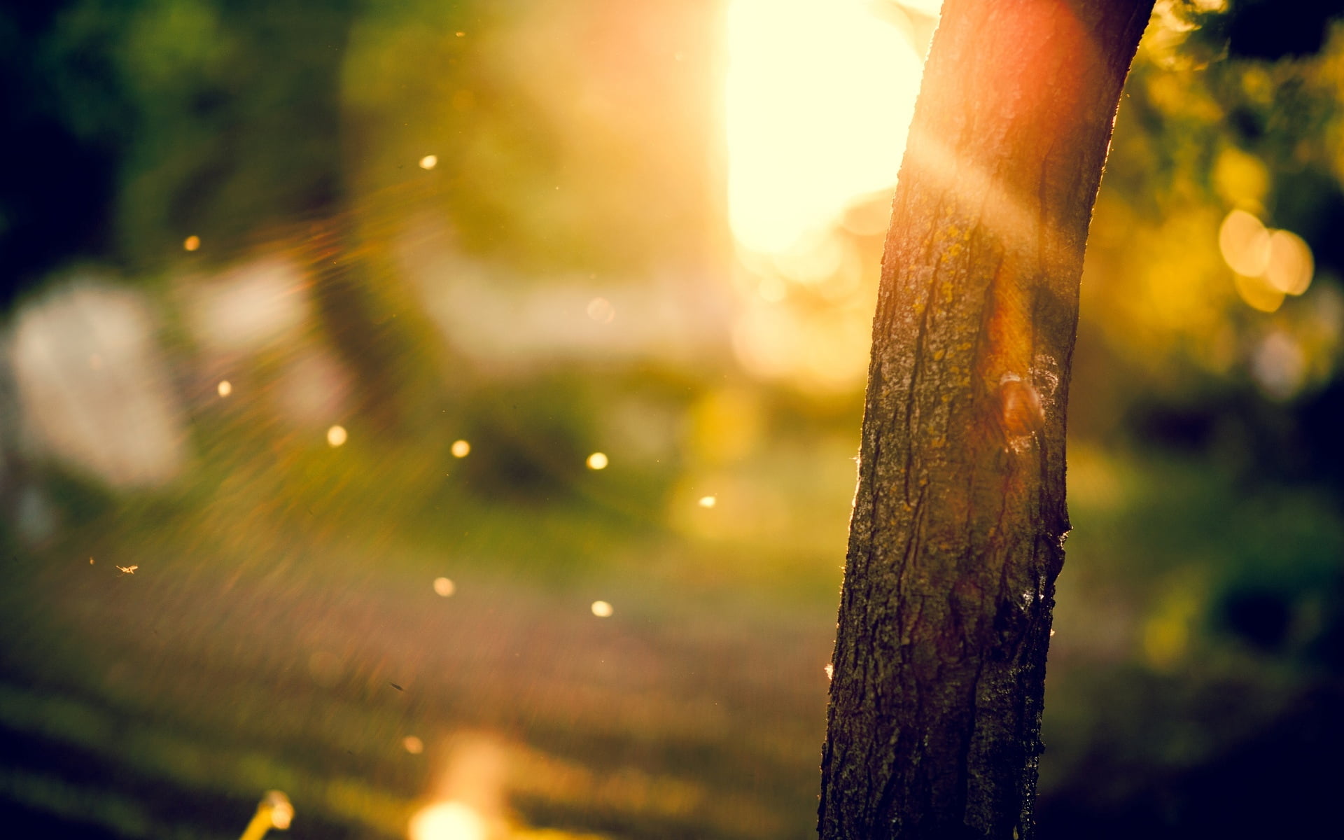 outdoors, rays, land, no people, macro, sunset, bokeh, full screen, 1080P, plant, day, branch, the sun, sun, fullscreen, trunk, lens flare, trees, background, HD Wallpaper