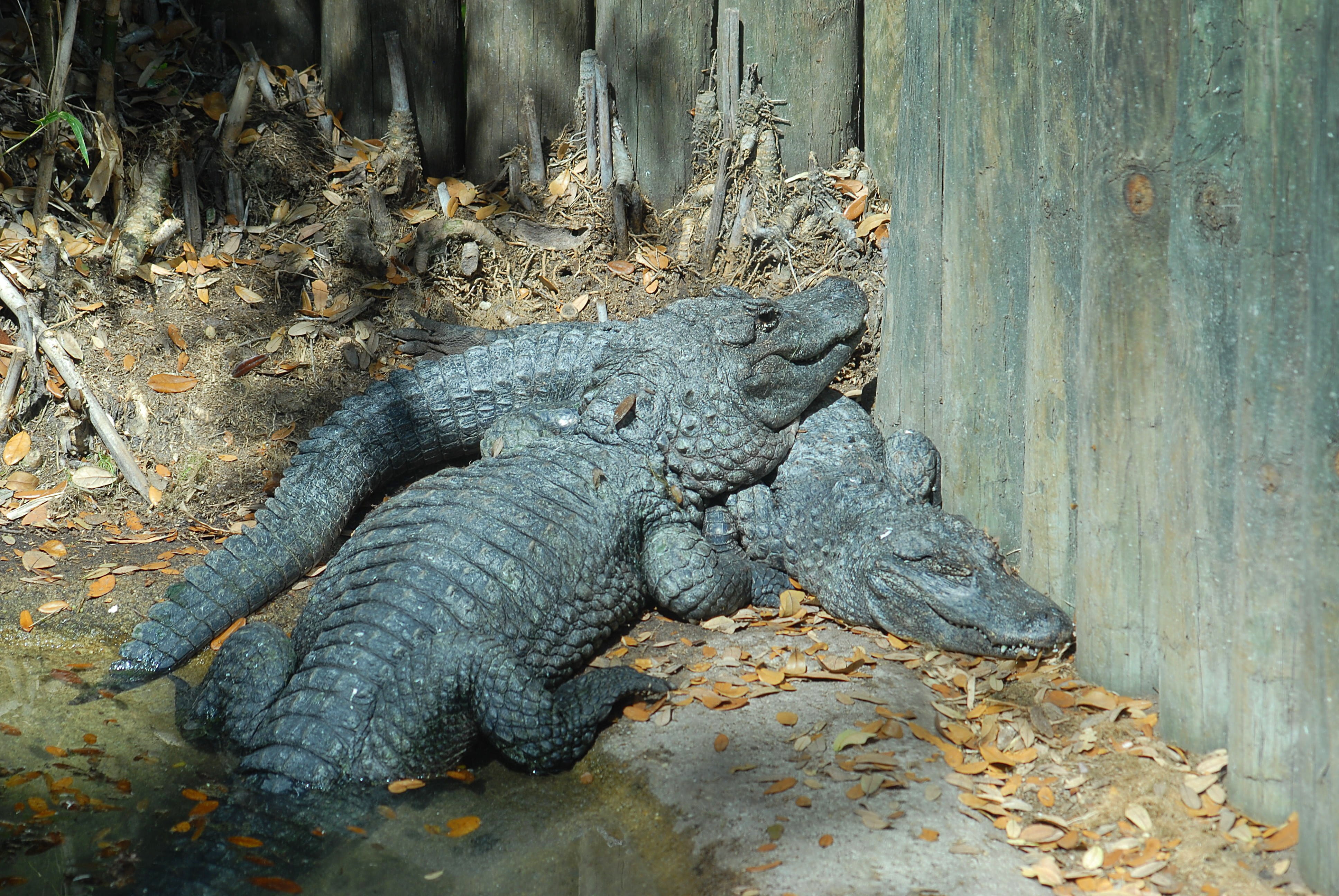 relaxation, wood - material, territory, dangerous, reptilian, day, teeth, vertebrate, animal, river, animal themes, animal wildlife, outdoors, close-up, HD Wallpaper