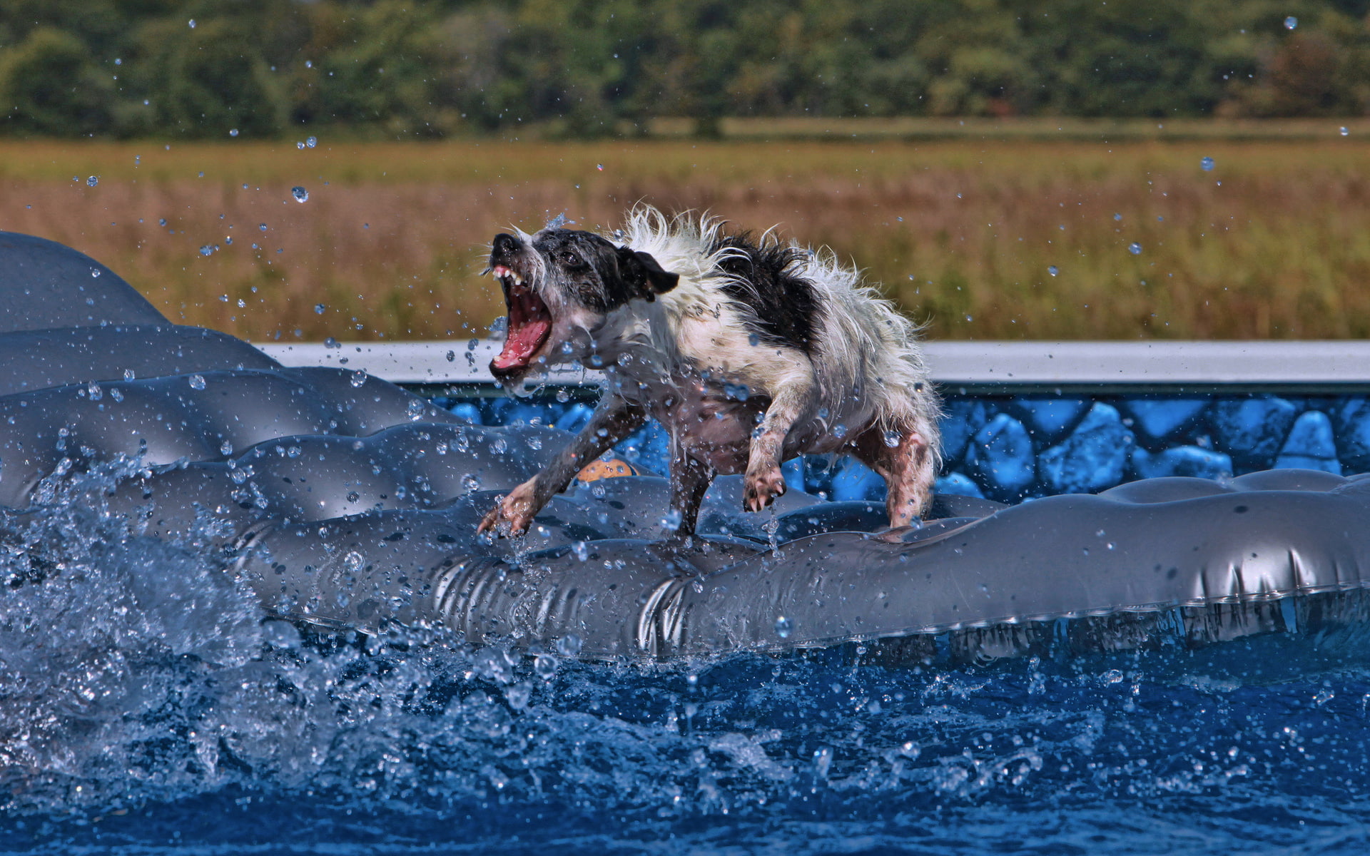 1080P, fangs, humor, funny, dogs, animals, vicious, water, drops, HD Wallpaper