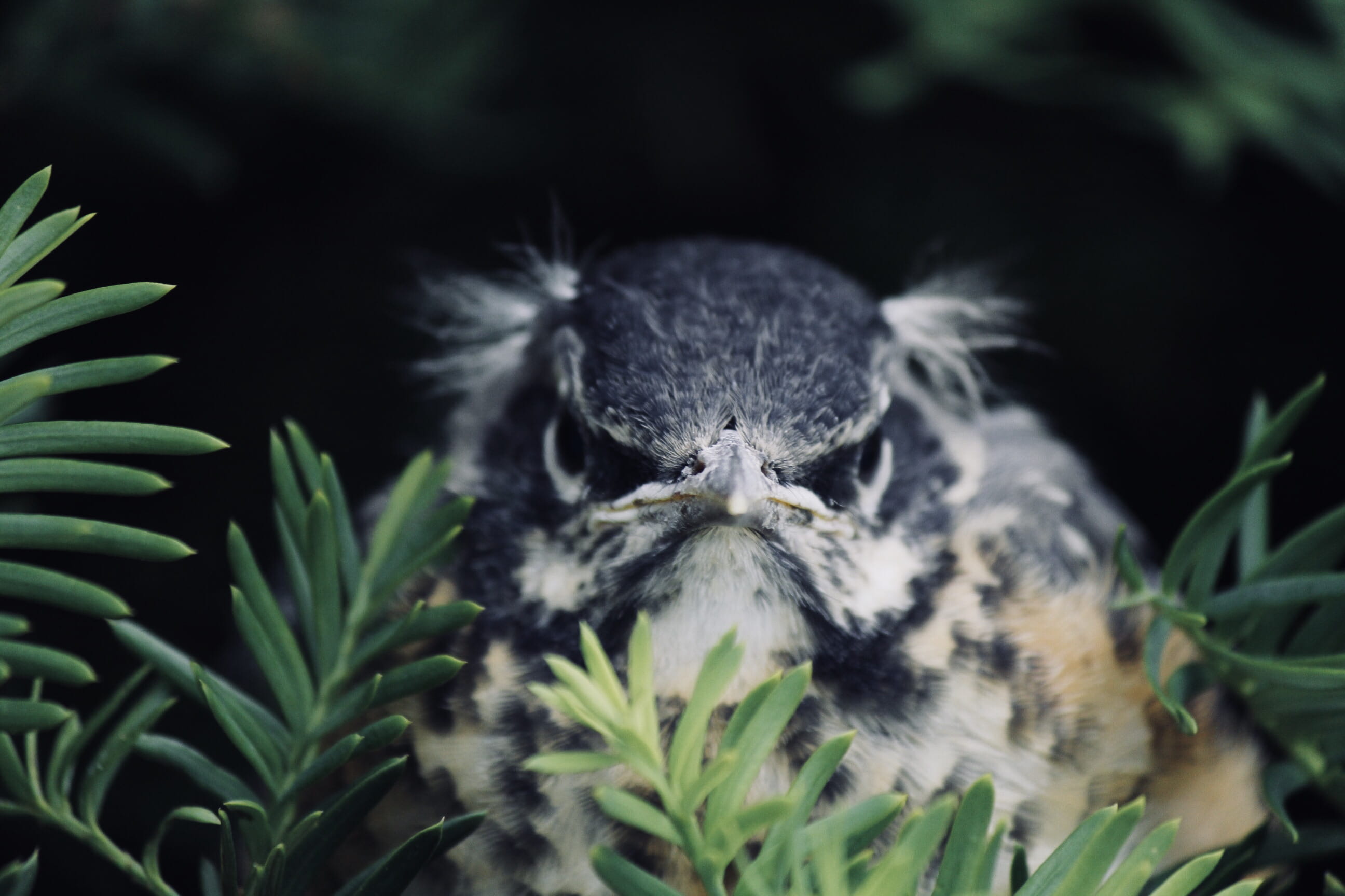 sad, close-up, tree, focus on foreground, bird, flora, emotion, field, brown, grass, animal wildlife, young bird, animal head, plant, animal, vertebrate, HD Wallpaper
