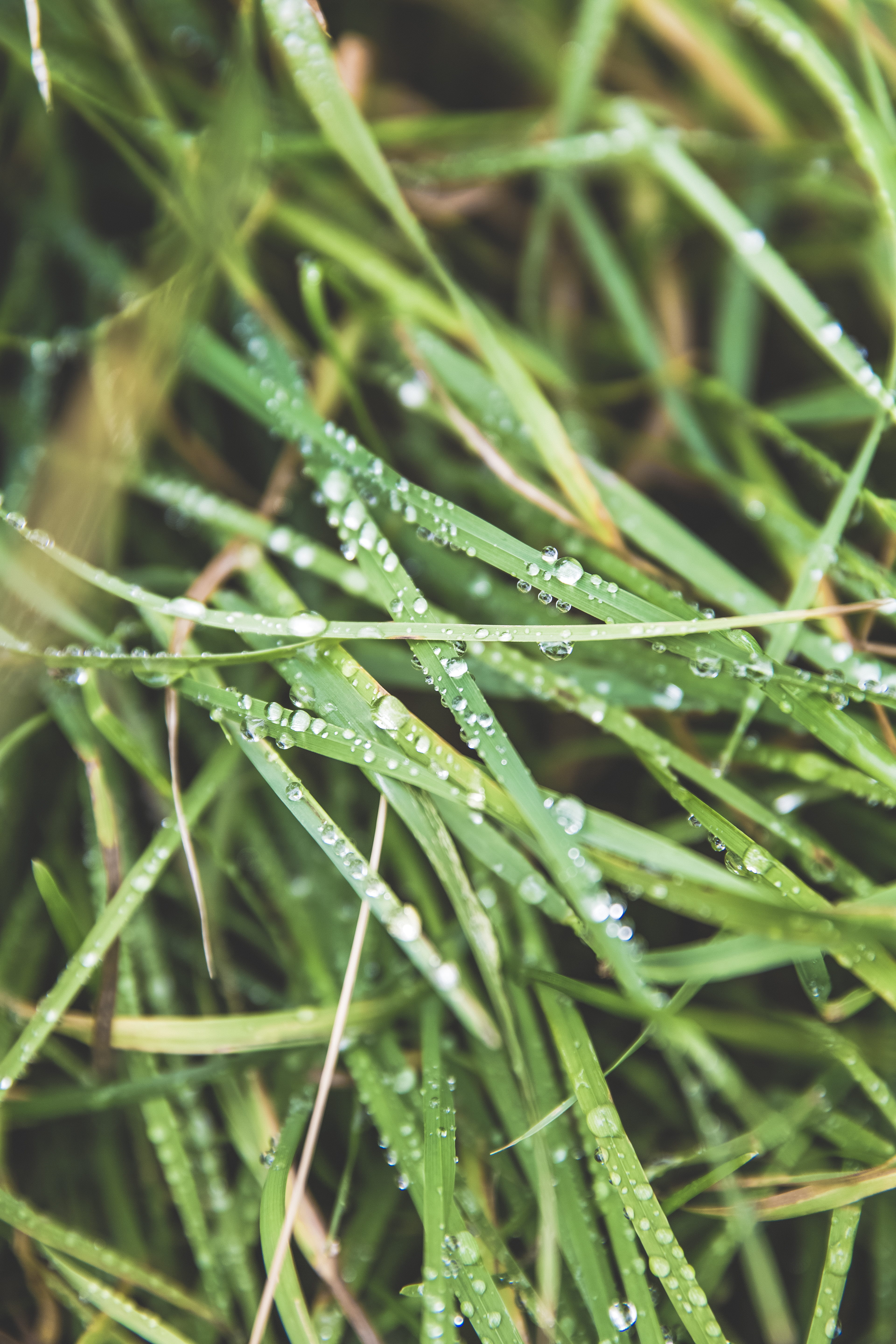moody, water, raindrop, nature, grassland, blade of grass, dew, foggy, no people, meadow, scene, beauty in nature, fog, rural, germany, drop, needle - plant part, Phone HD Wallpaper