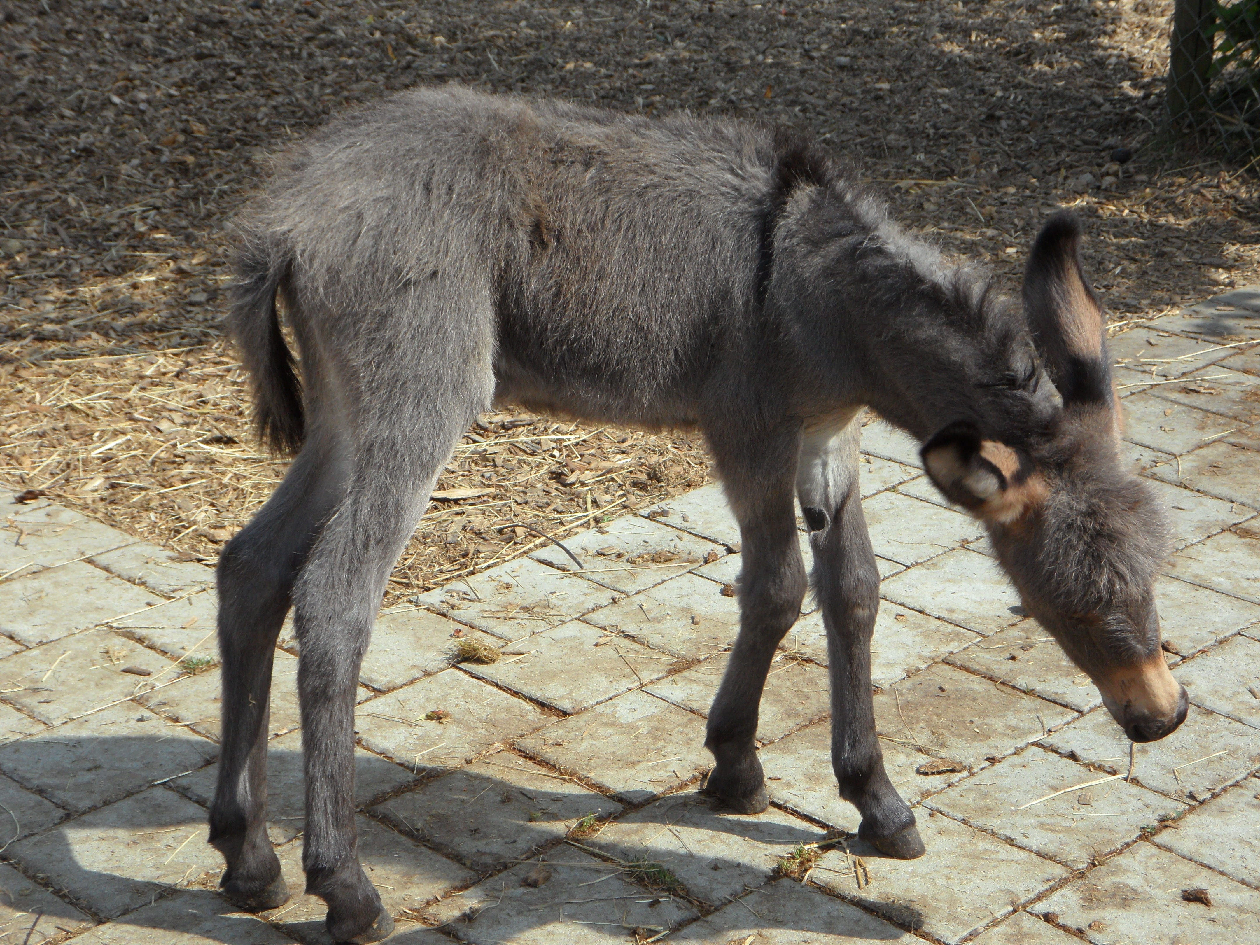 farm, standing, Donkey, domestic animals, donkey foal, working animal, 4K, field, horse, day, animal wildlife, herbivorous, nature, sunlight, no people, HD Wallpaper