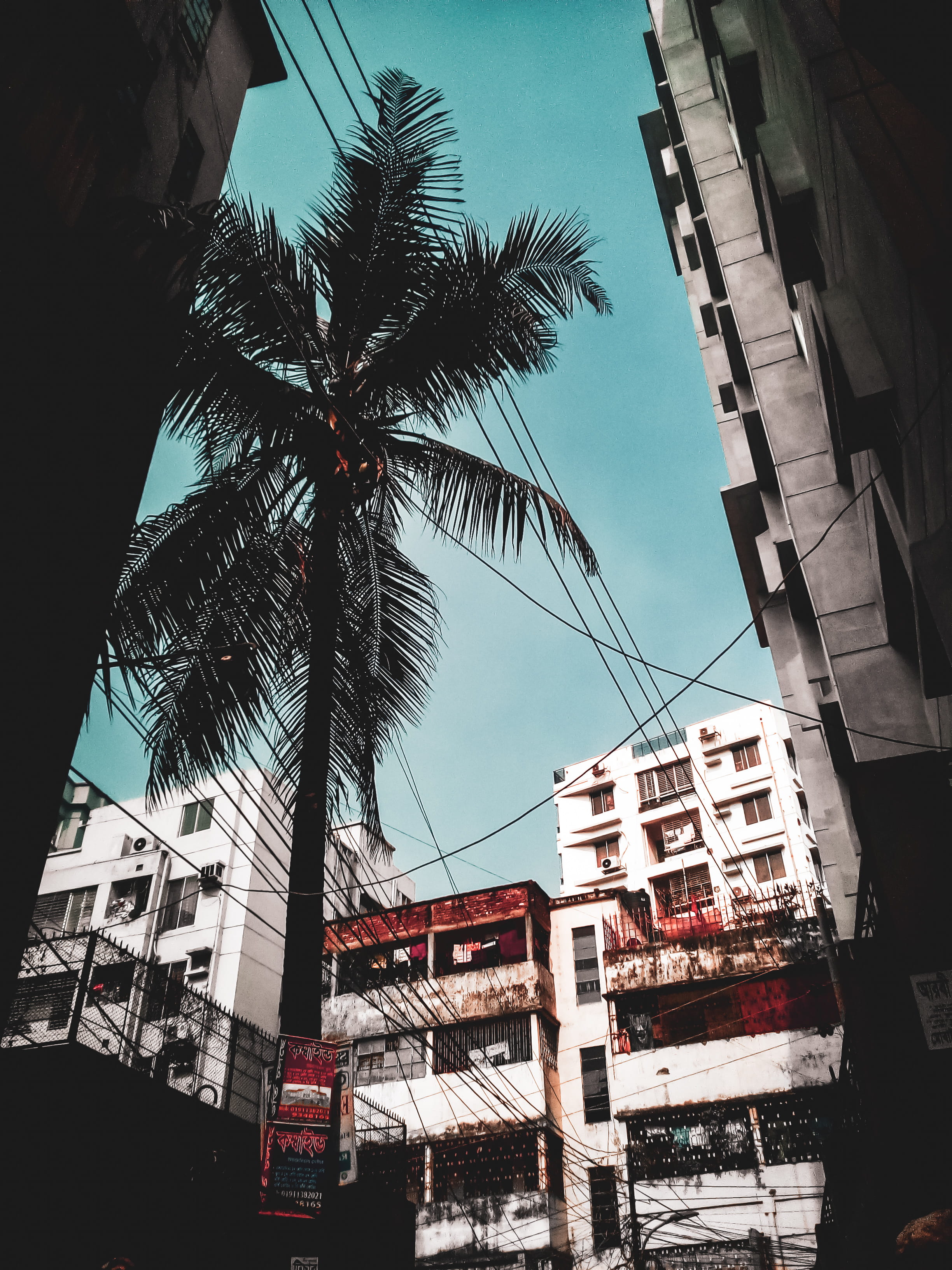low angle view, residential district, transportation, tropical climate, day, palm, coconut palm tree, eskaton, arecaceae, no people, road, building exterior, Phone HD Wallpaper
