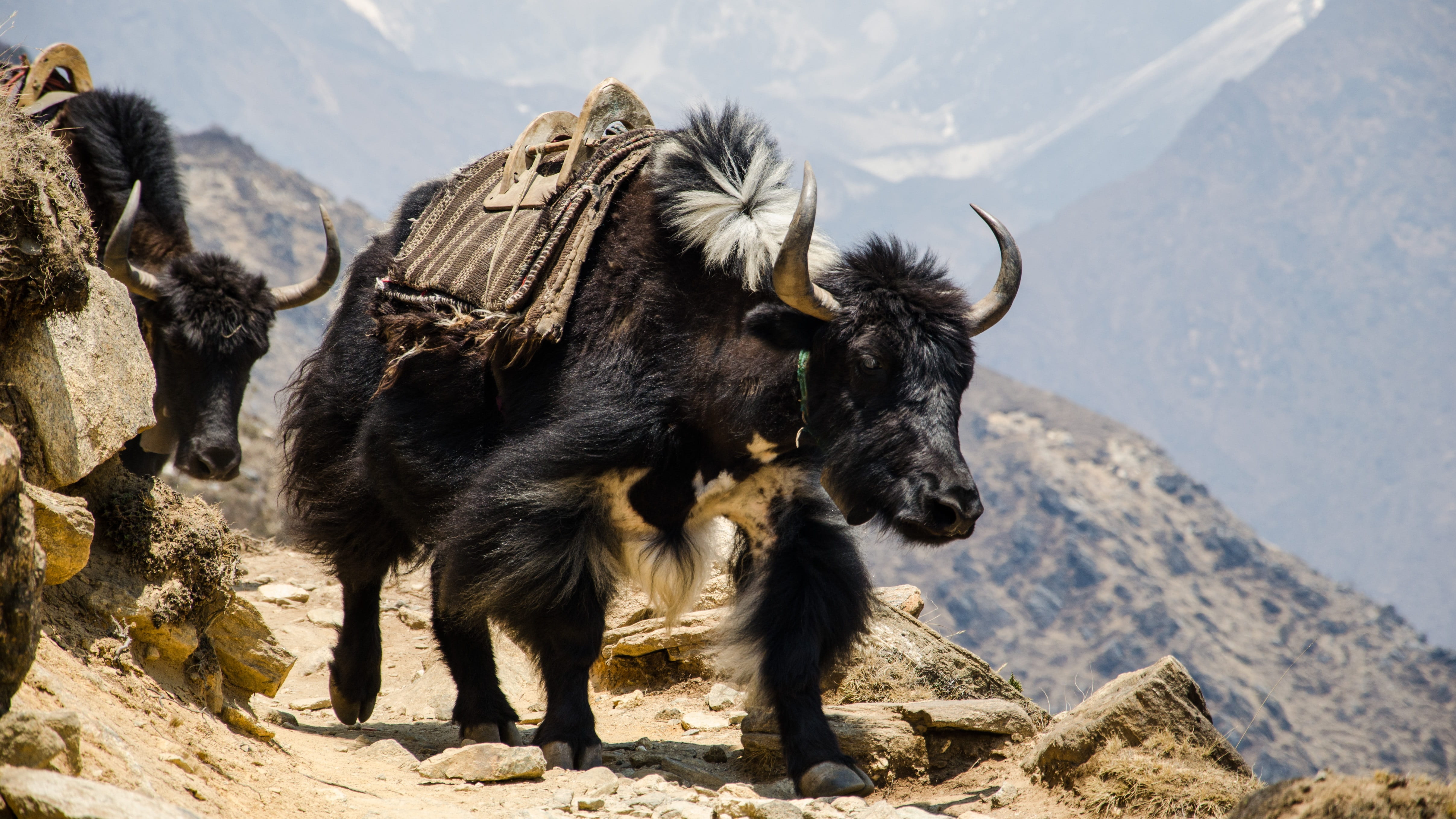horned, hefty, walking, the himalayas, 4K, solid, domestic animals, mammal, outdoors, mountain range, pets, one animal, sunlight, vertebrate, animal, animal themes, HD Wallpaper