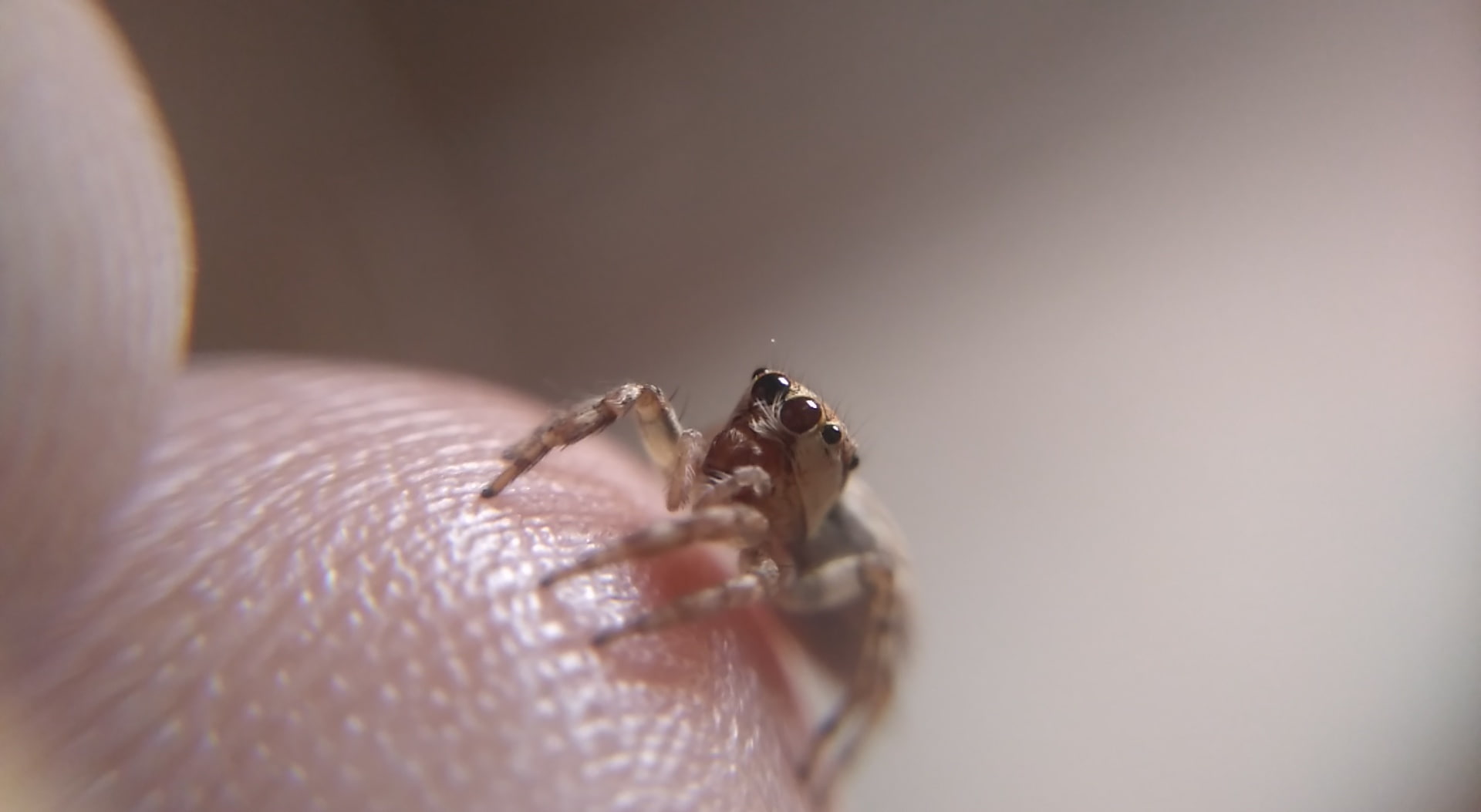 human hand, spidy, Macro, invertebrate, arachnid, animals in the wild, human body part, Aero, one animal, indoors, human finger, animal wildlife, 1080P, HD Wallpaper