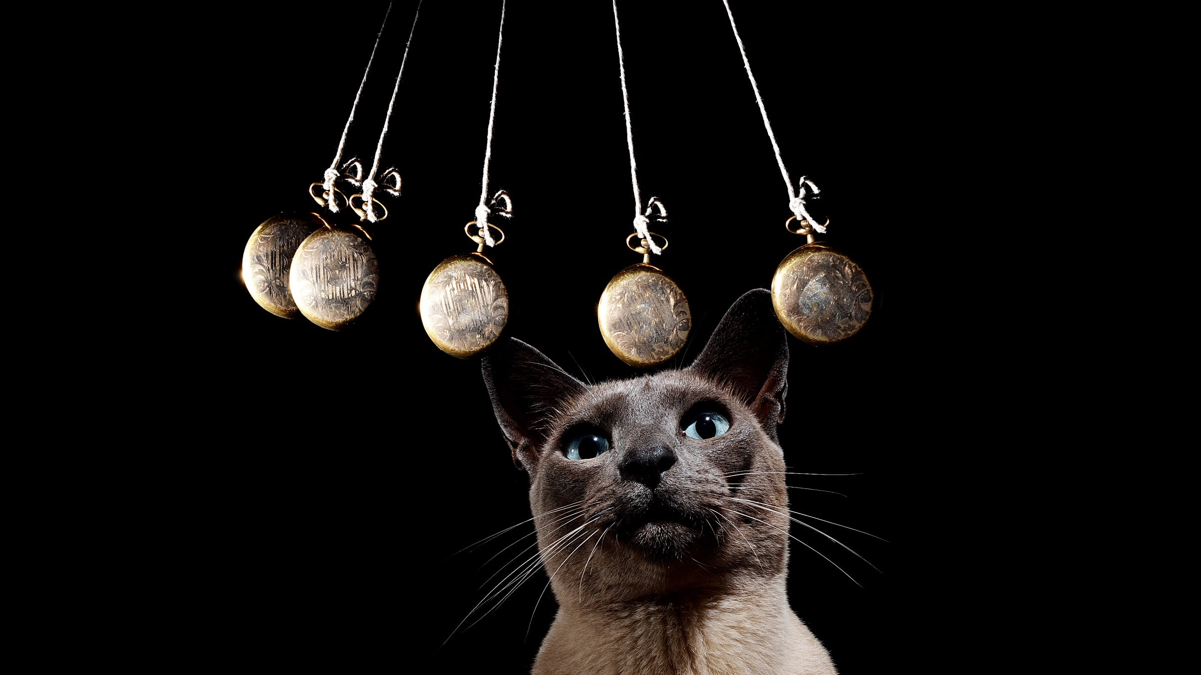 Kasperowski, cat, 1080P, black background, hyponotic, rocking, the pendulum, hypnosis, HD Wallpaper