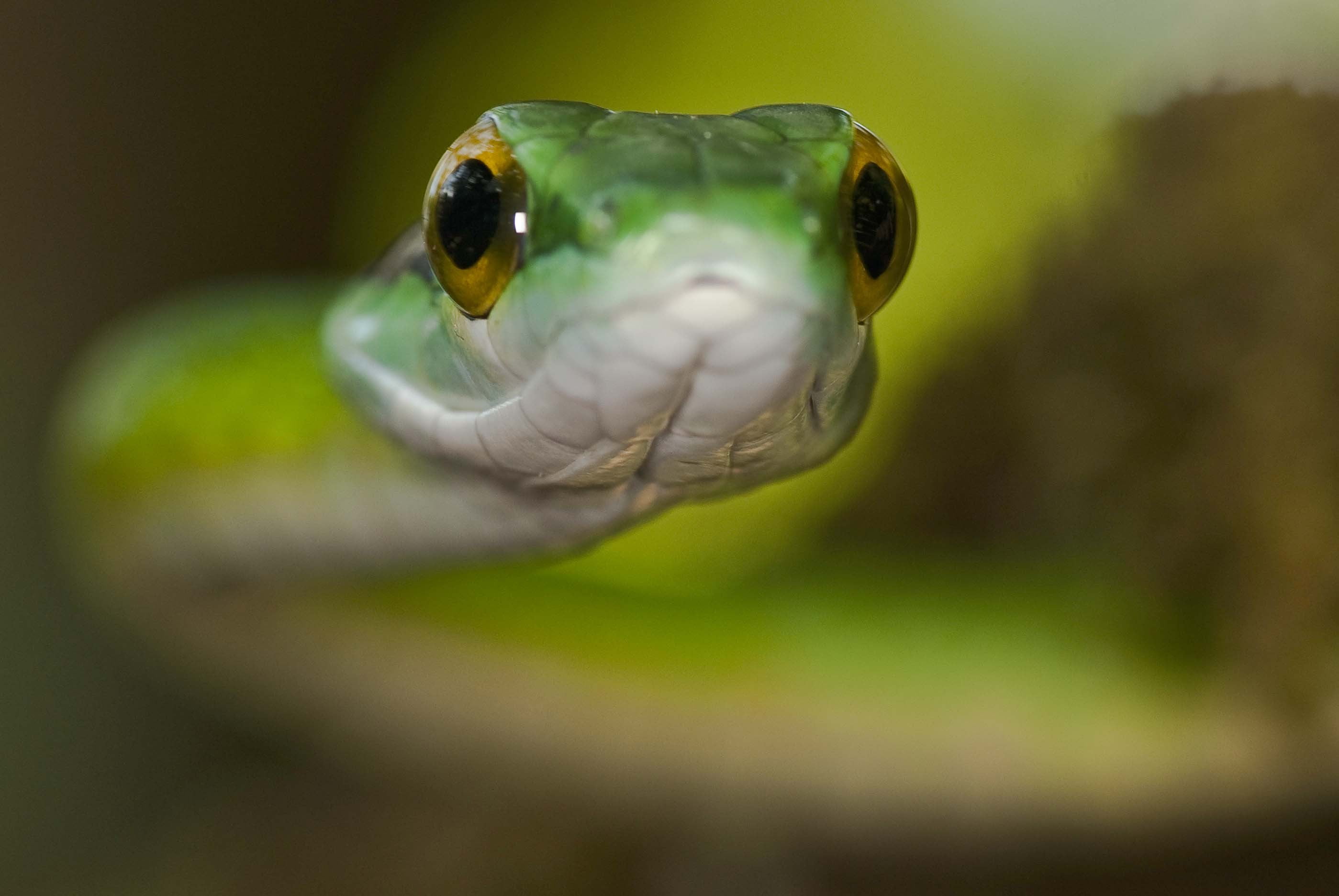 hypnosis, animal head, green, nature, animal body part, outdoors, animal eye, day, selective focus, snake, animal themes, close-up, animal, animal wildlife, HD Wallpaper