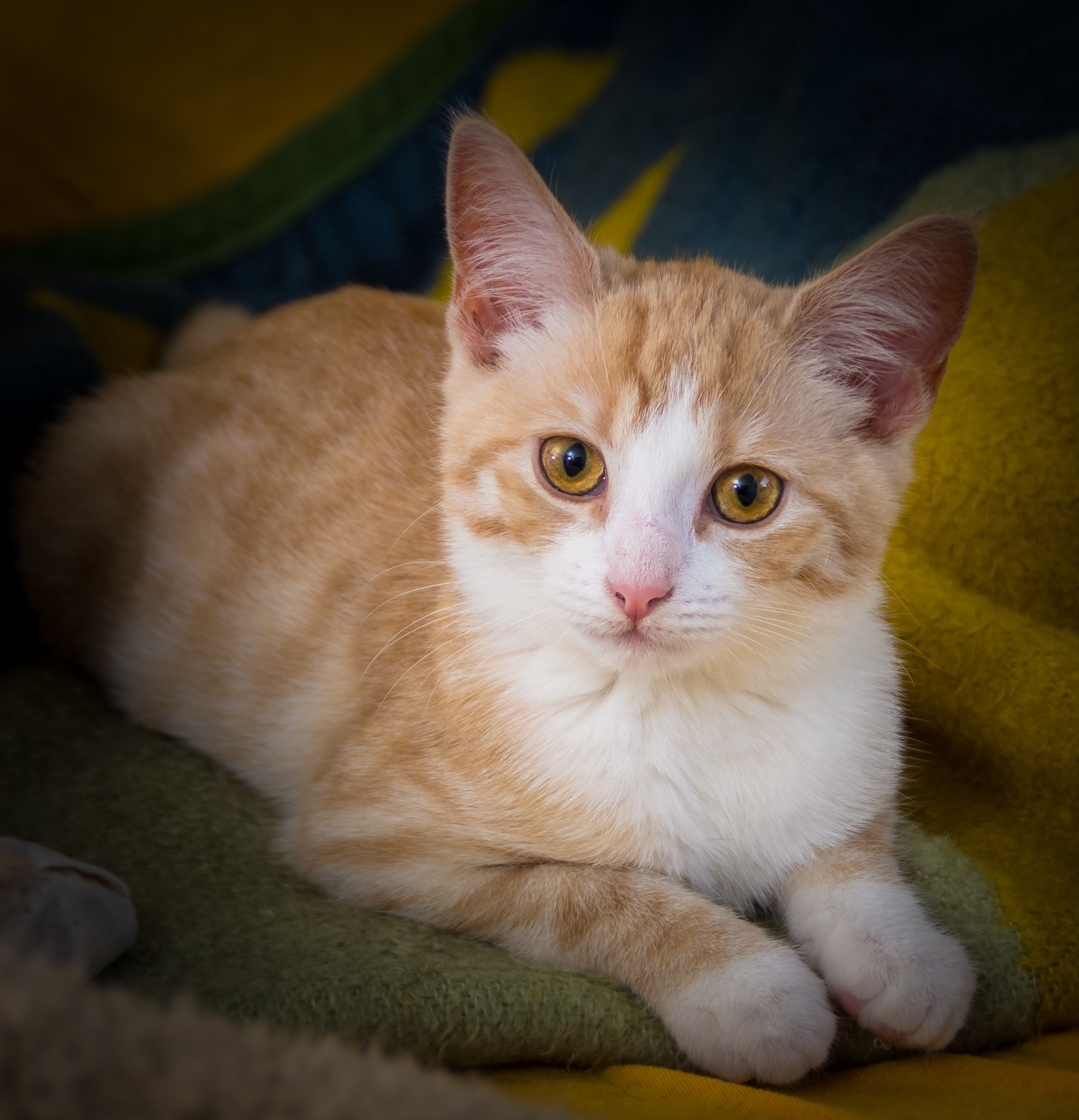 relaxation, orange, feline, green, pets, cloth, concerns, indoors, close-up, one animal, whisker, white, vertebrate, portrait, adidas, hypnosis, ginger cat, Phone HD Wallpaper