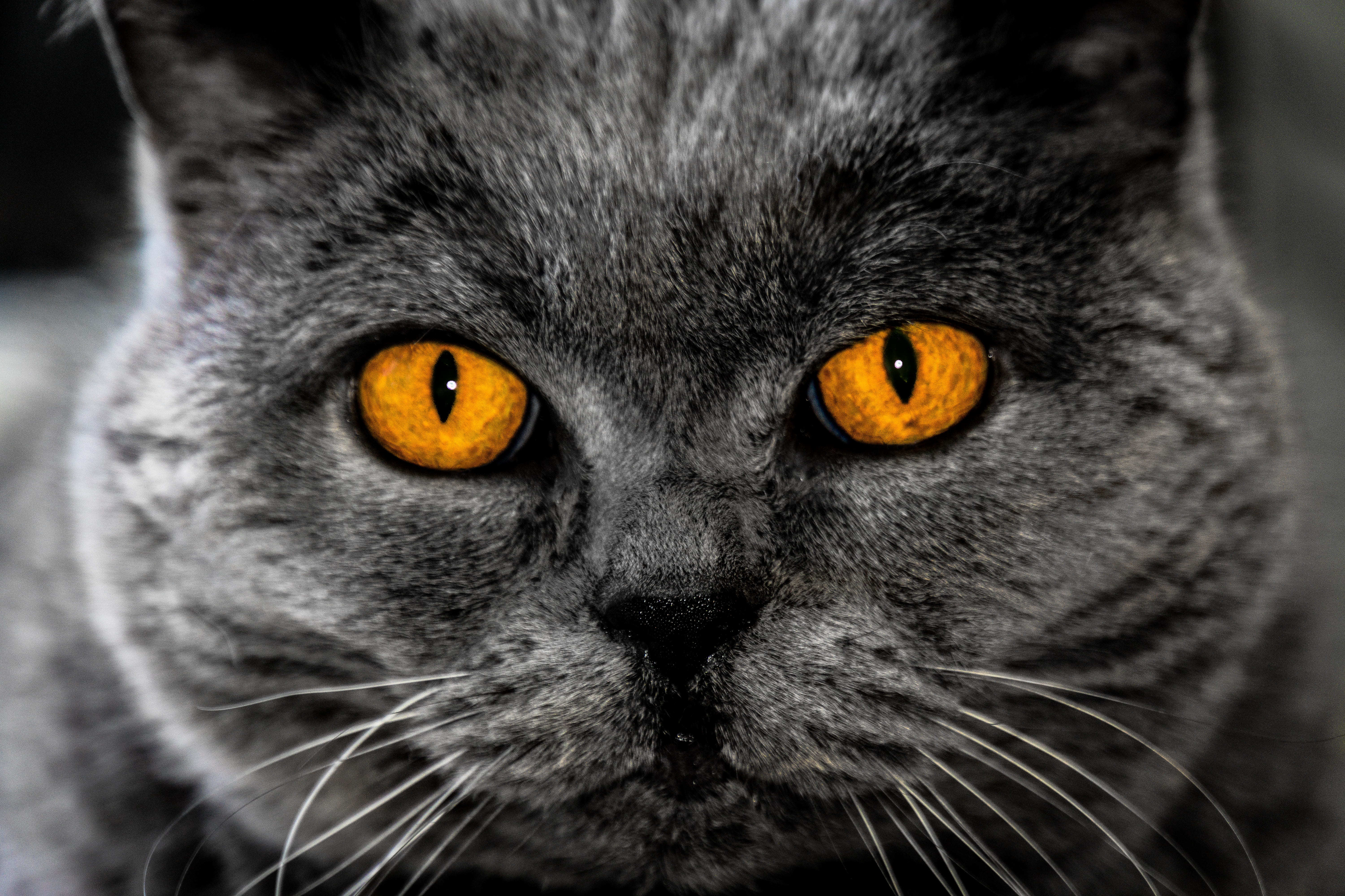 whisker, feline, one animal, yellow eyes, close-up, mammal, close, looking at camera, 5K, coated, orange, cat, animal body part, domestic animals, short, HD Wallpaper