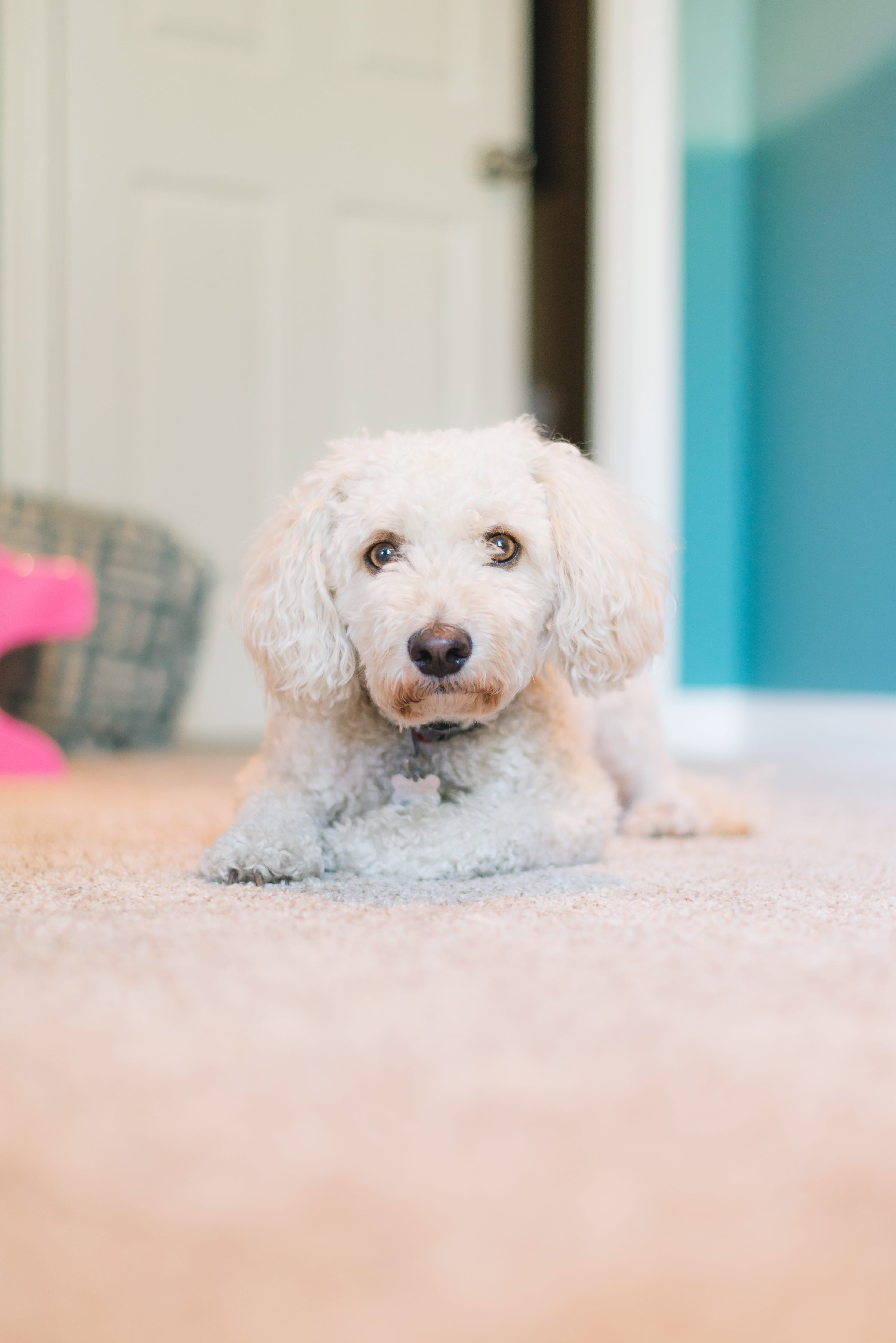 domestic, animal hair, canine, home pet, poodle, no people, looking at camera, toy, doggie, white, day, vertebrate, stare, white dog, hypnotize, floor, Phone HD Wallpaper