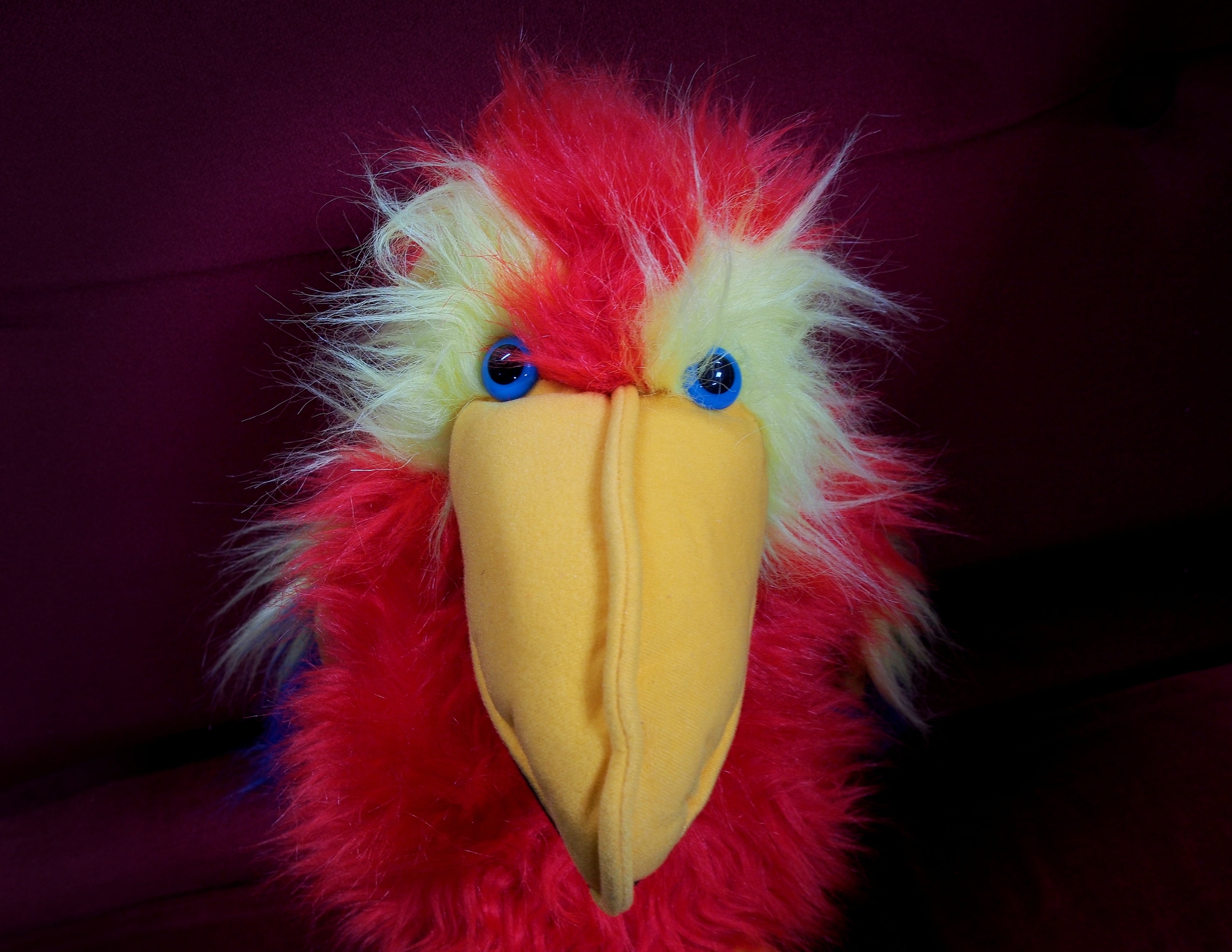 bird, looking at camera, intimidation, no people, representation, pupil, celebration, close-up, portrait, stare, intimidate, furry, aggression, indoors, HD Wallpaper
