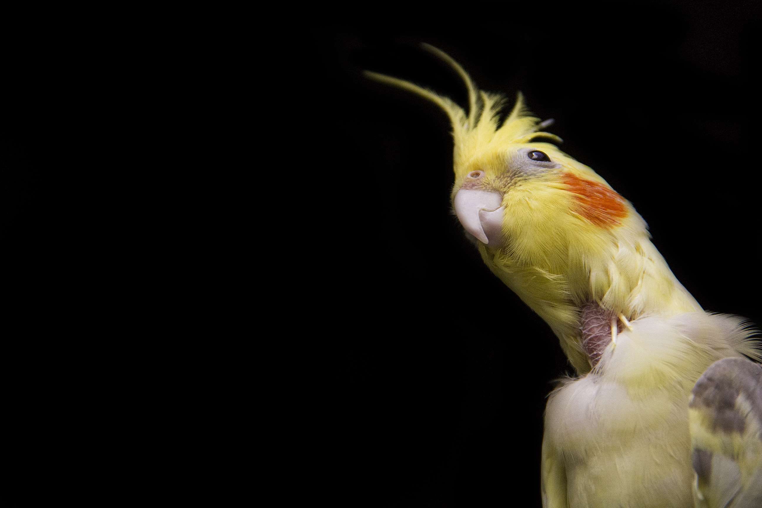 cockatiel, 2K, bird, HD Wallpaper