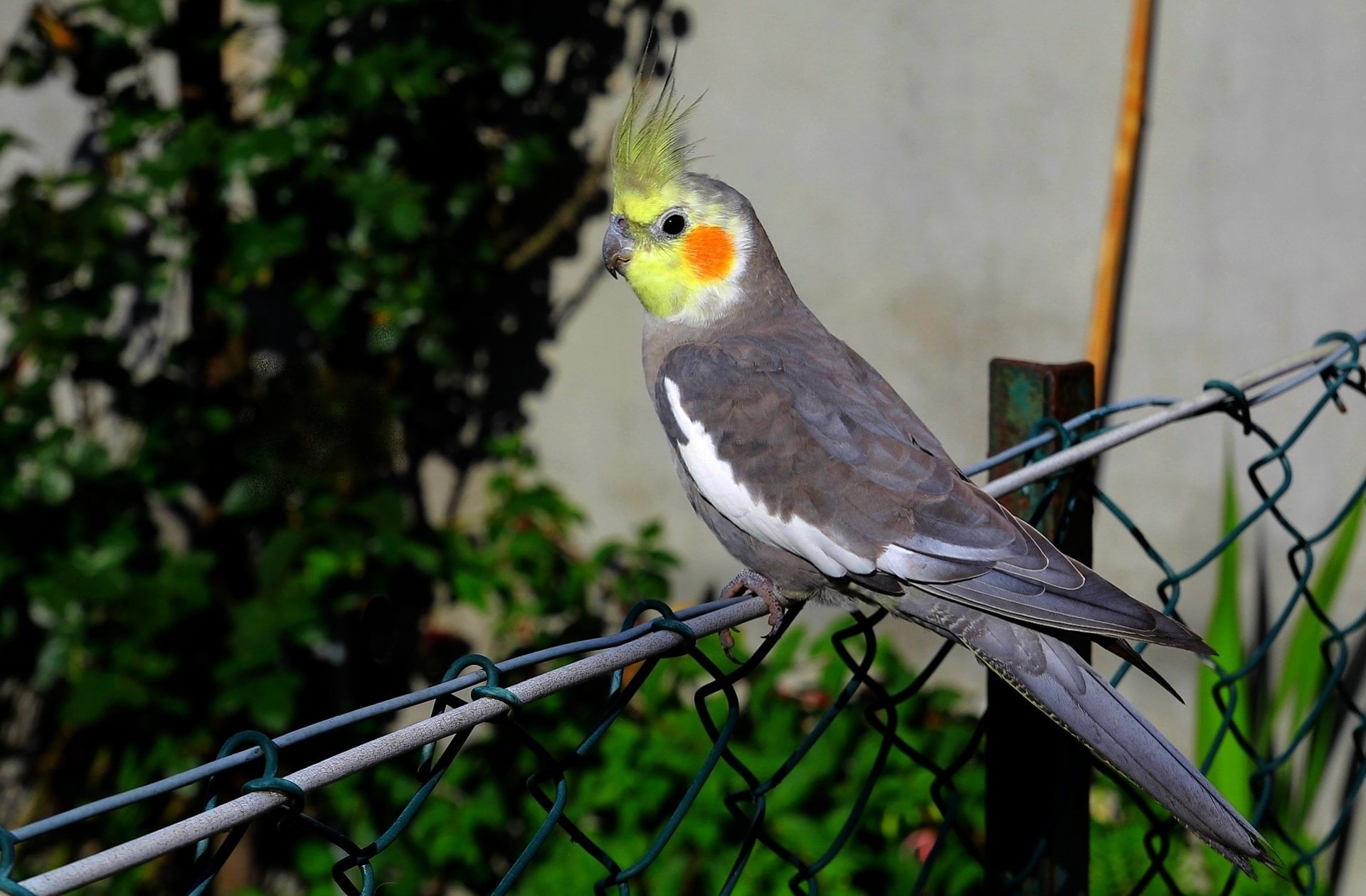 outdoors, nature, animal, looking, focus on foreground, 1080P, animal themes, Birds, perching, branch, close-up, Cockatiel, no people, vertebrate, animals in the wild, HD Wallpaper