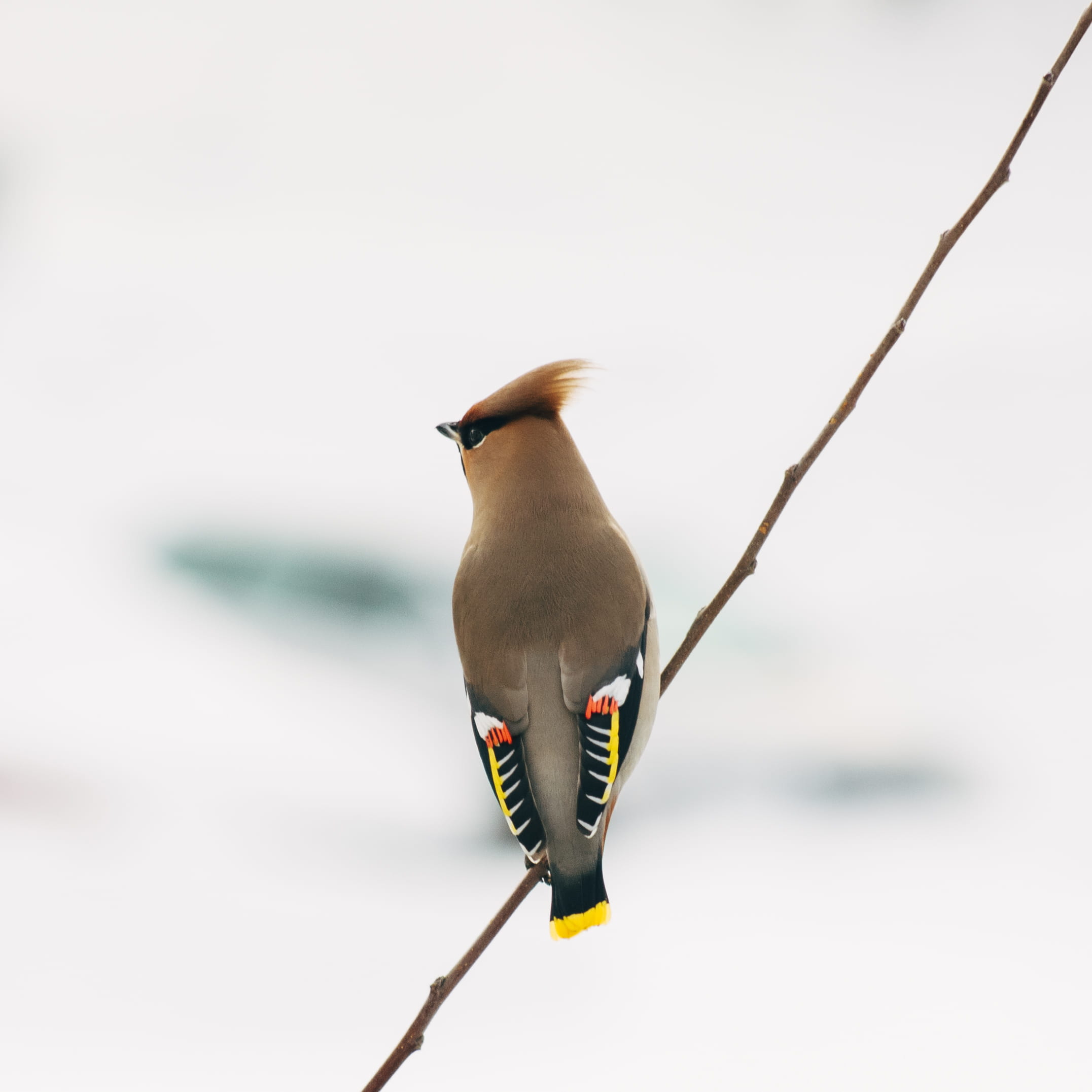 perching, focus on foreground, no people, branch, feathers, bird, looking, nature, vertebrate, full length, brown, perched, one animal, animals in the wild, Phone HD Wallpaper