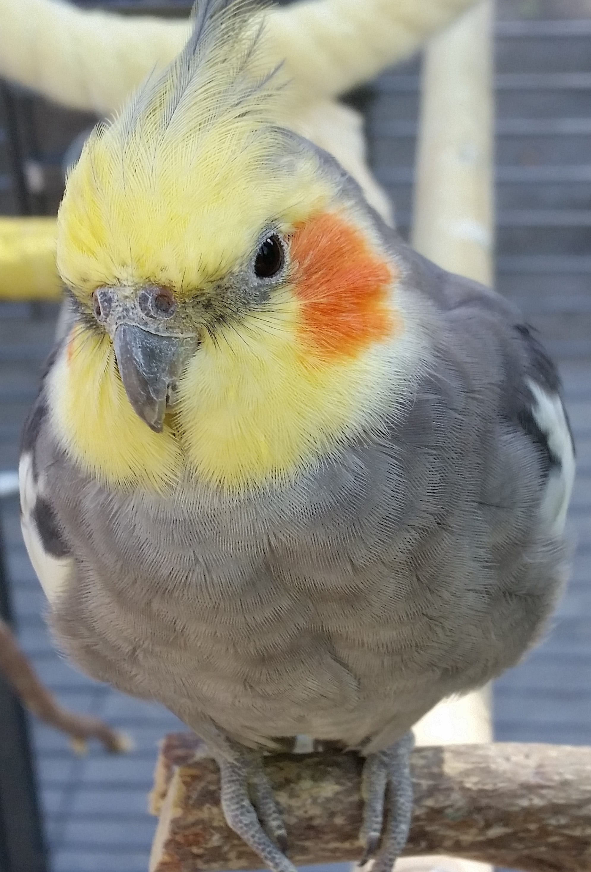 animals in captivity, birds, animals in the wild, vertebrate, animal, animal head, one animal, parrot, 2K, cockatiel, bird, day, focus on foreground, yellow, Phone HD Wallpaper