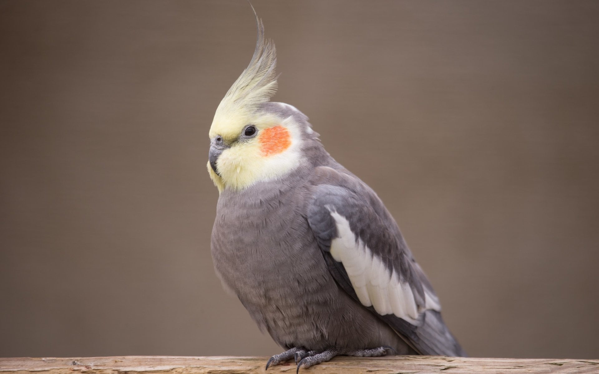 beak, focus on foreground, vertebrate, perching, animals in the wild, wood - material, no people, zoology, nature, animal wildlife, one animal, Birds, outdoors, HD Wallpaper