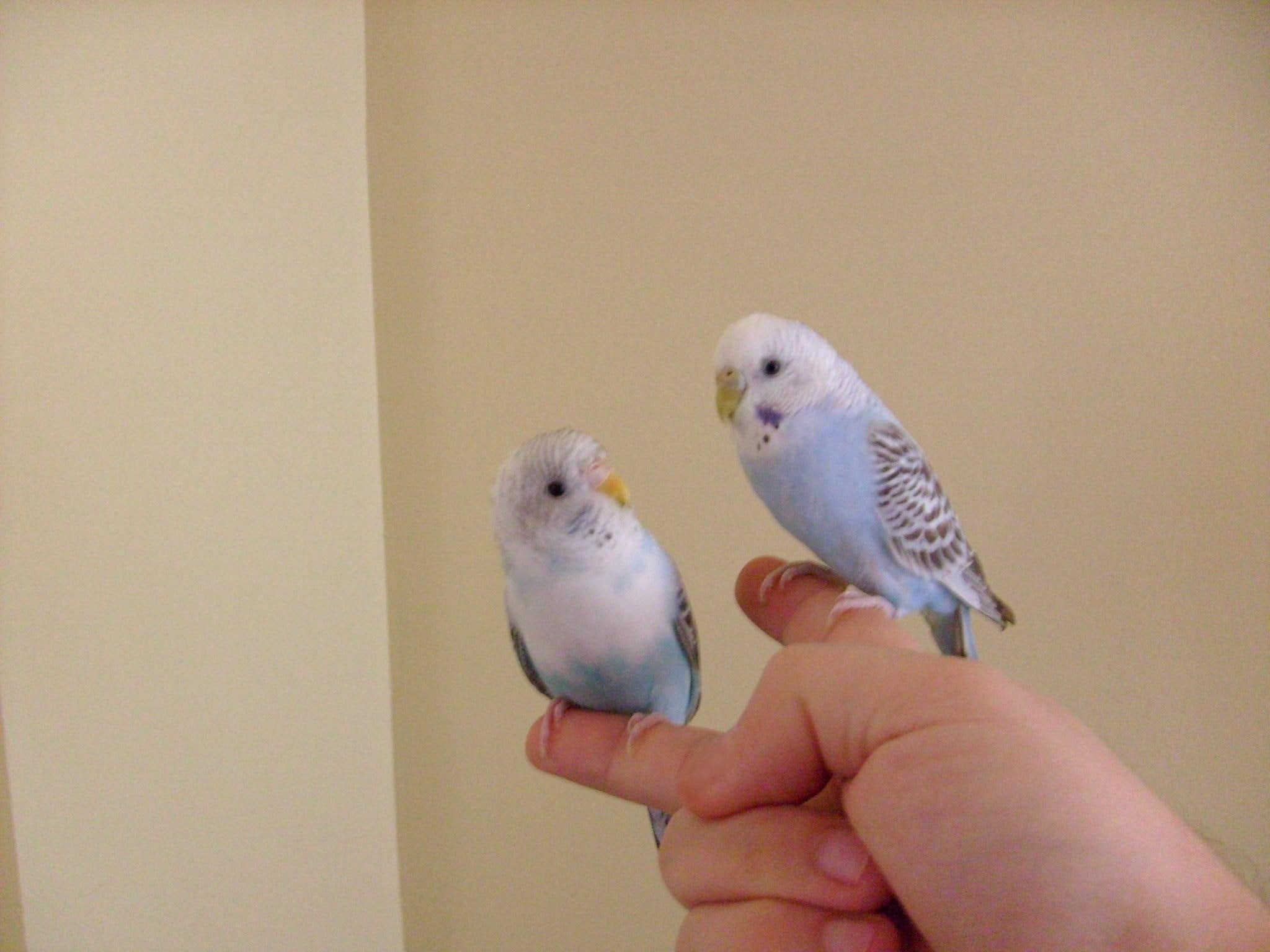 b, together, parakeet, lovebirds, amp, cockatiel, parrot, animals, love, t, bird, finch, p, r, budgie, c, 1080P, HD Wallpaper