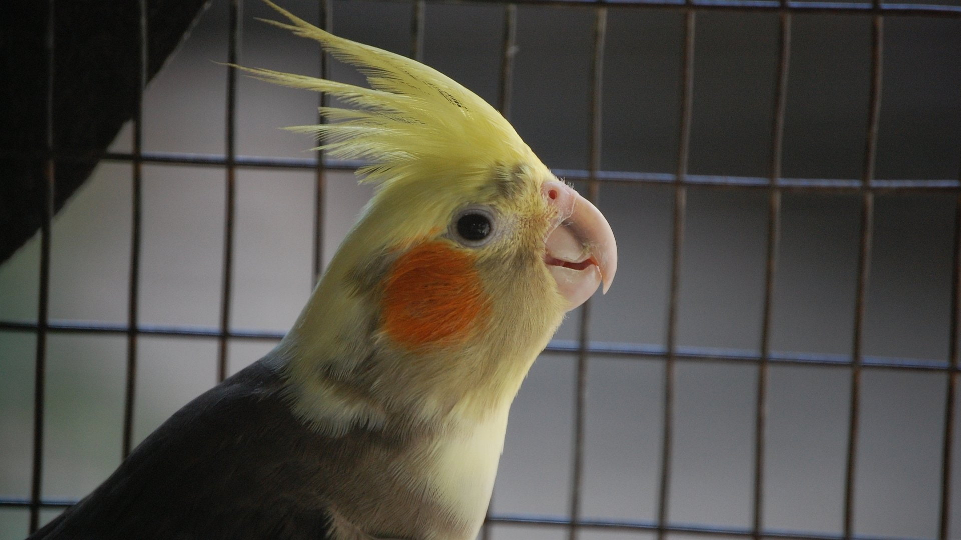 Birds, 1080P, Cockatiel, HD Wallpaper