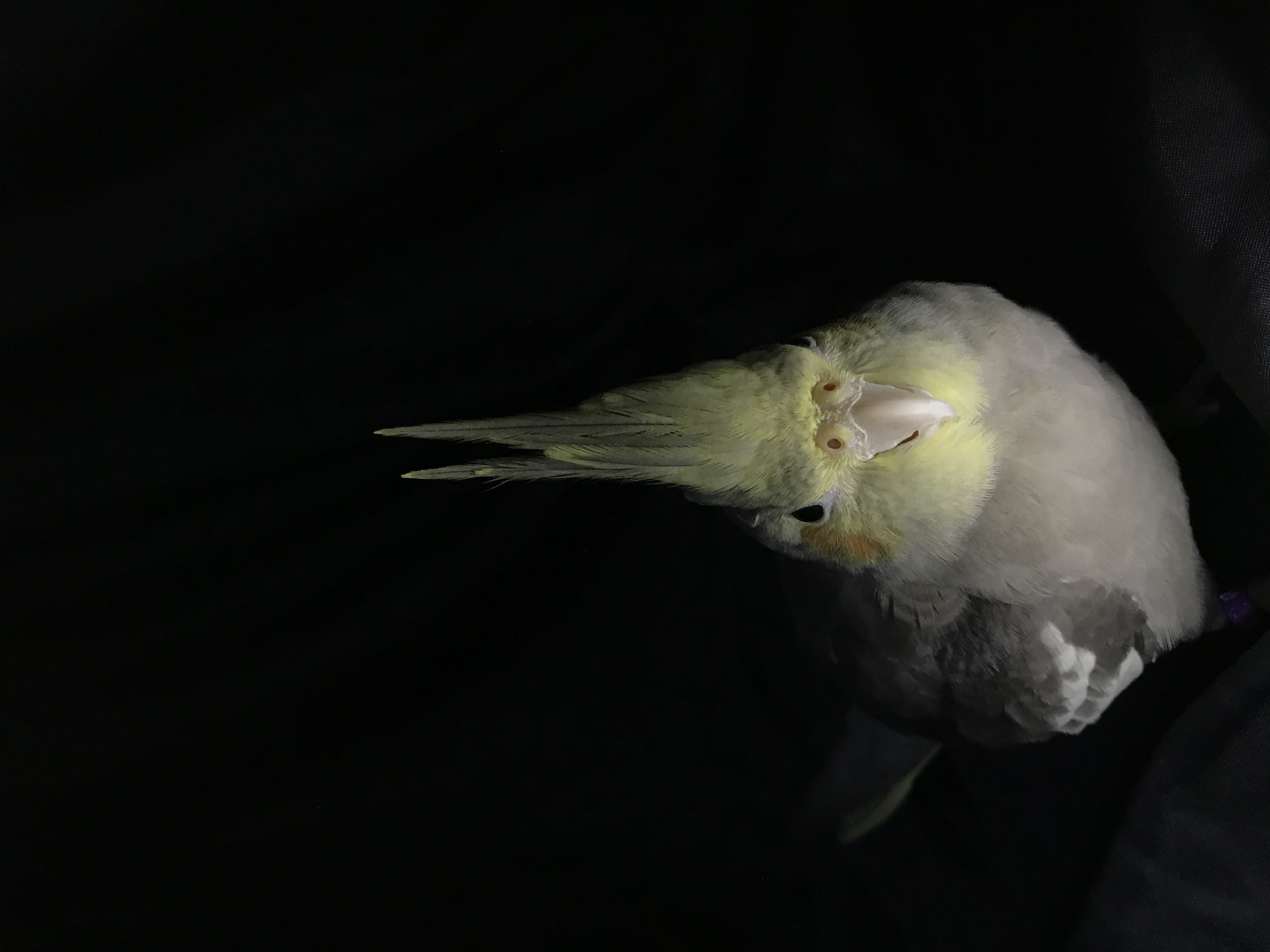 bird, parrot, 4K, animal body part, cockatiel, no people, copy space, black background, night, yellow, one animal, nature, vertebrate, animal, white color, HD Wallpaper