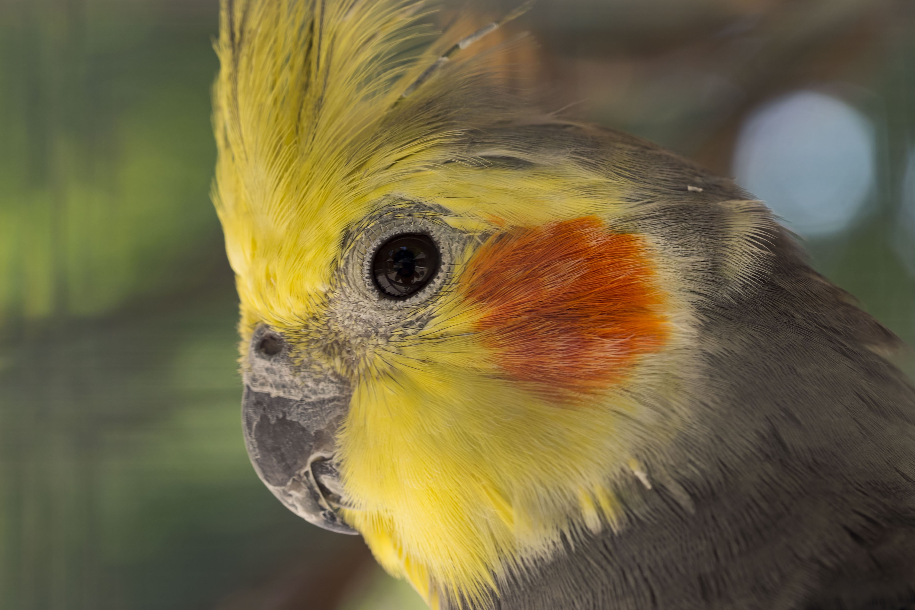 animal body part, nymphicus hollandicus, plumage, elegant cockatiel, eastern rosella, colors, day, profile view, animals, outdoors, animal wildlife, parakeet nymphique, HD Wallpaper