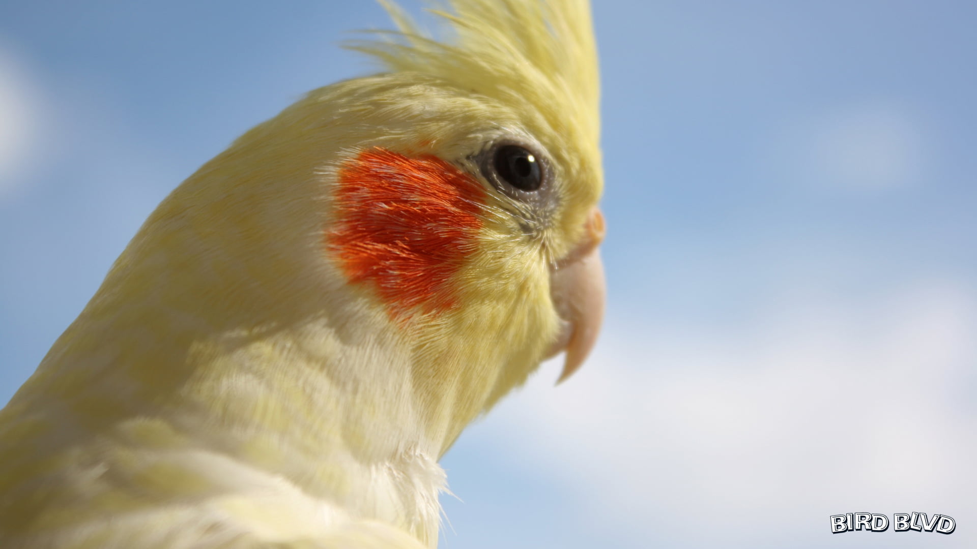 Bird, Cockatiel, Animal, Parakeet, 1080P, Parrot, Birds, HD Wallpaper