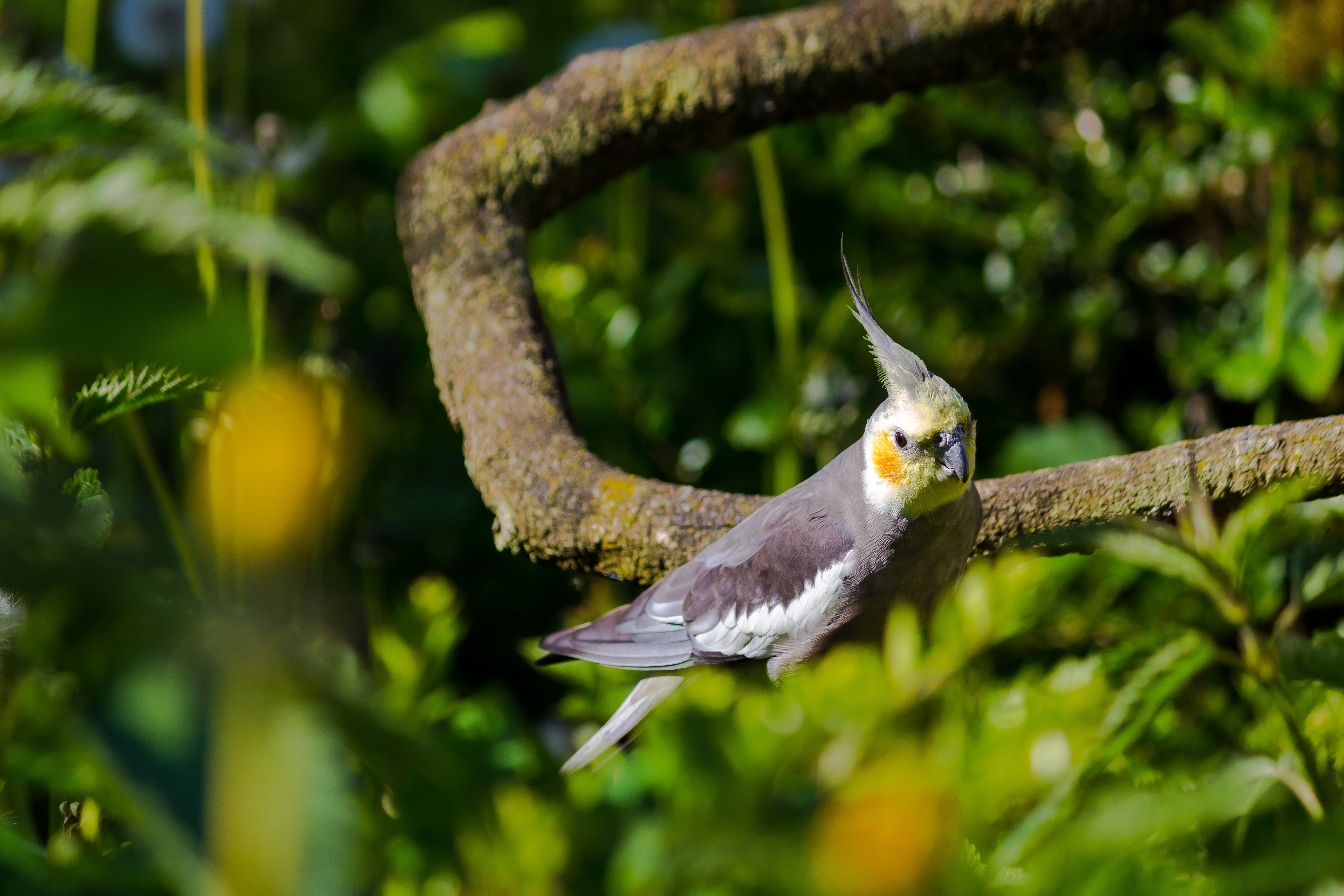 4K, hummingbird, one animal, branch, flying, bird, green color, animal, outdoors, spread wings, day, small, selective focus, woodpecker, animals in the wild, HD Wallpaper