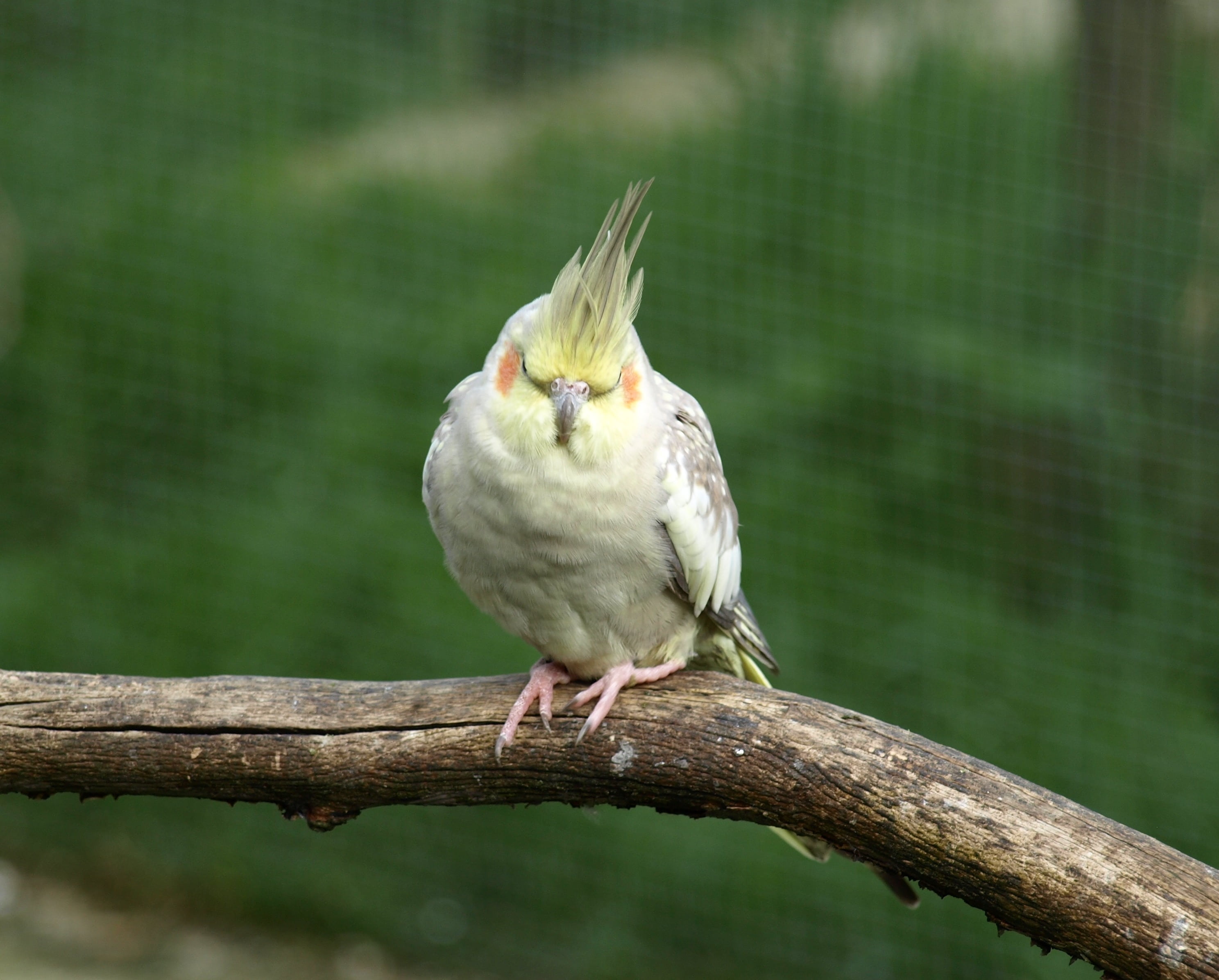 animal, full length, tree, vertebrate, nymphicus hollandicus, day, branch, parakeet, animals in the wild, no people, beak, cockatiel, focus on foreground, HD Wallpaper