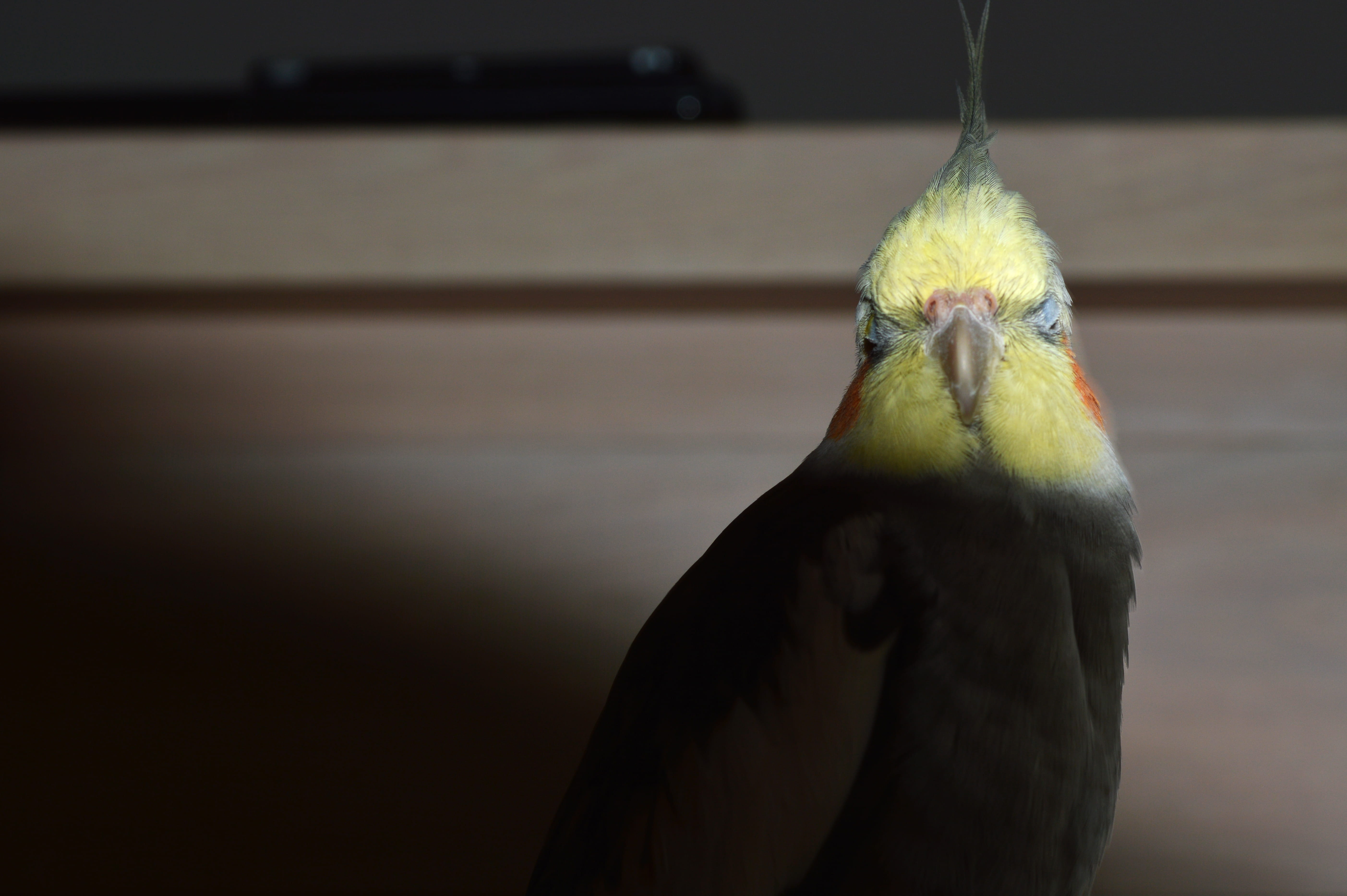 day, outdoors, animal head, vertebrate, one animal, bird, front view, animal wildlife, beak, 5K, nature, parrot, belgium, balck, color, love, portrait, HD Wallpaper
