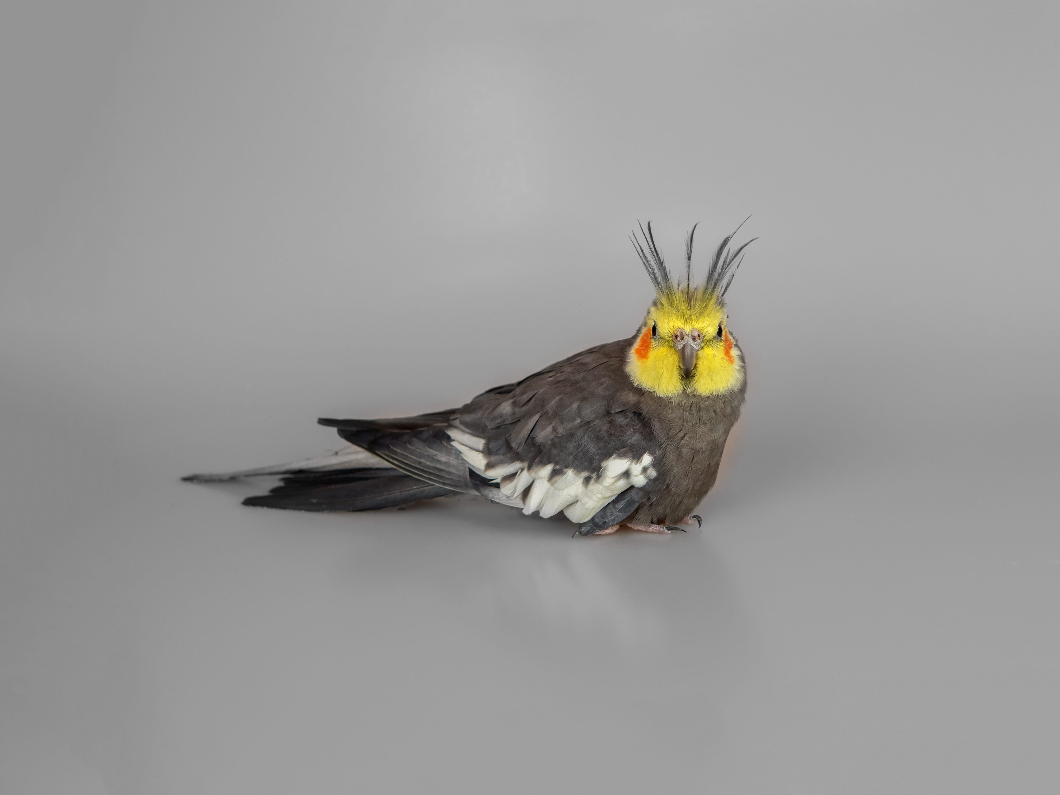 mouth open, Adult, green, animal themes, 4K, animal body part, orange, animal wildlife, animal, copy space, grey, no people, background, indoors, beak, HD Wallpaper