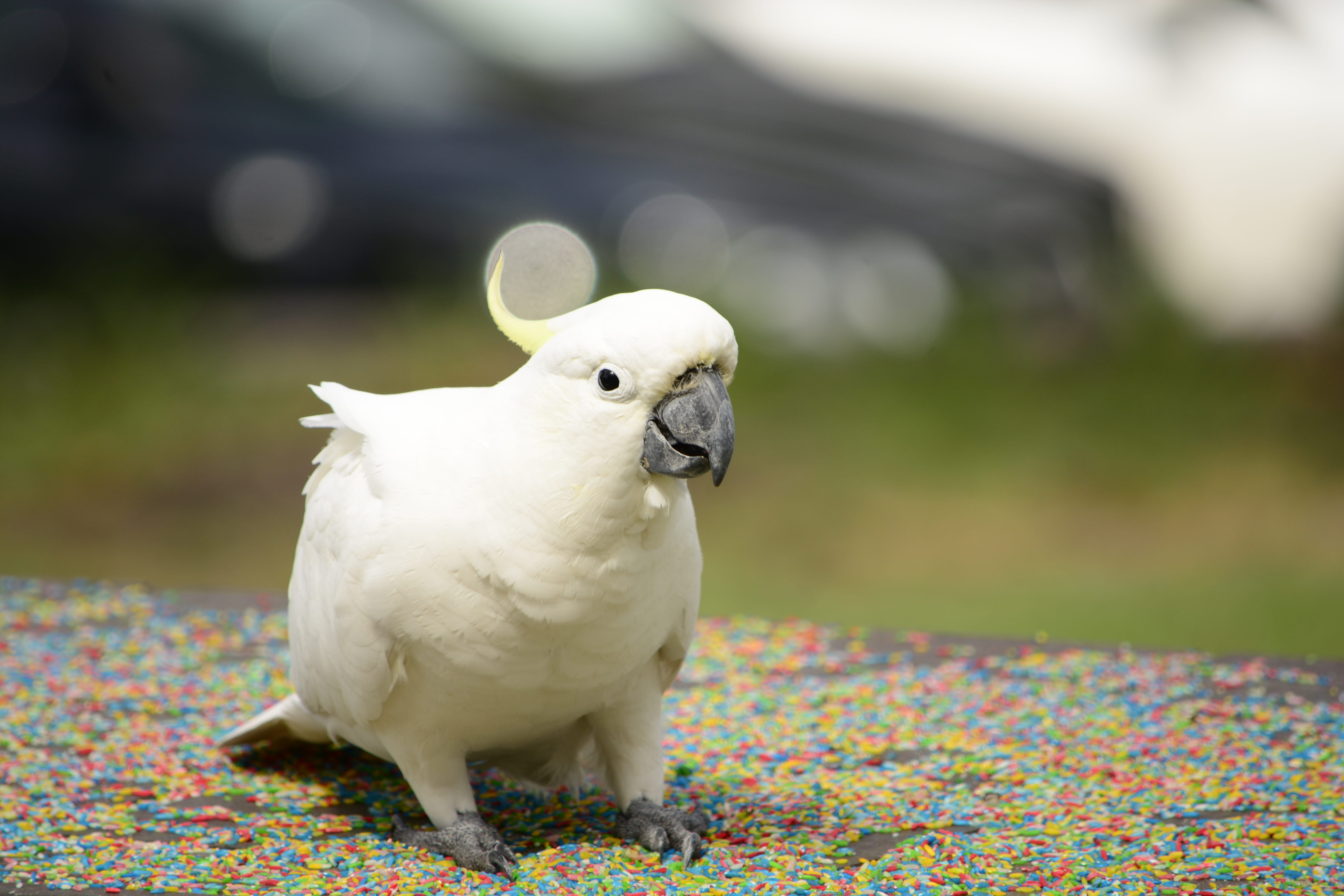 full length, dots, shallow, vertebrate, outdoors, daytime, one animal, color, macaw, white, parrot, photography, colour, yellow, white color, people, focus, HD Wallpaper