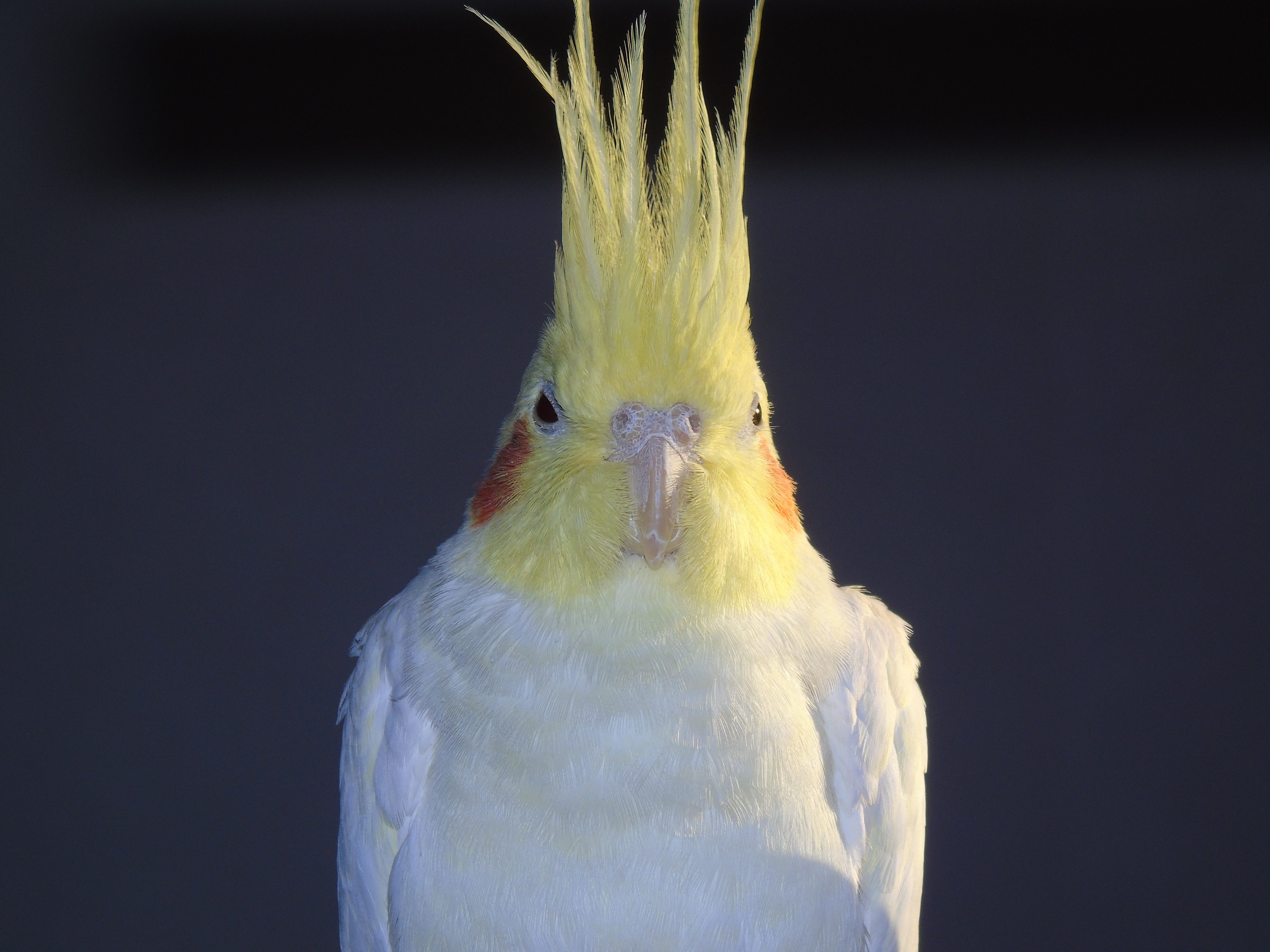 indoors, animals in the wild, cockatoo, no people, animal head, 5K, portrait, bird, close-up, black background, animal body part, front view, beak, parrot, HD Wallpaper
