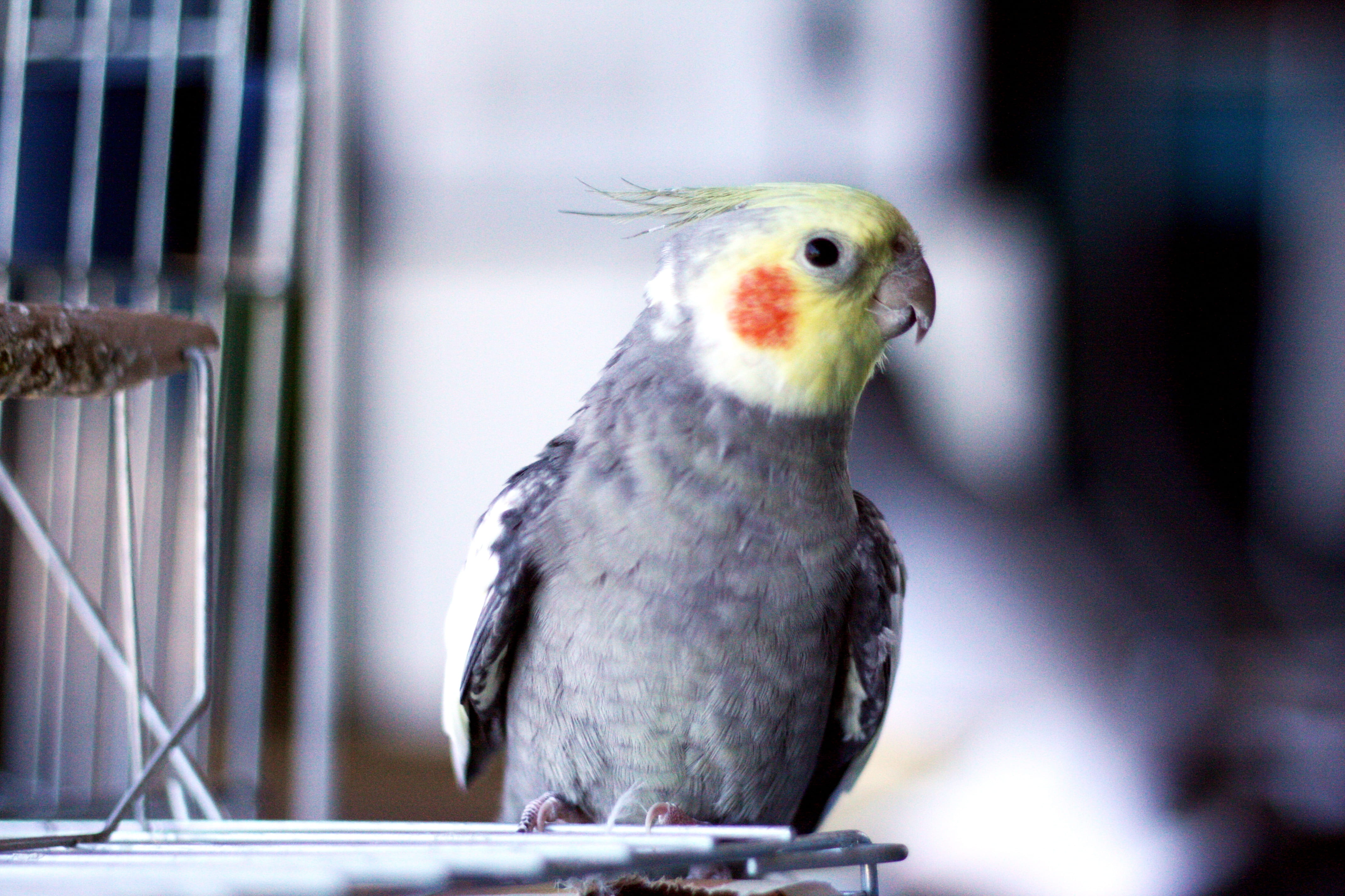 tropical bird, cockatiel, no people, looking away, day, bird, full length, ecology, selective focus, animals in captivity, animals in the wild, one animal, HD Wallpaper