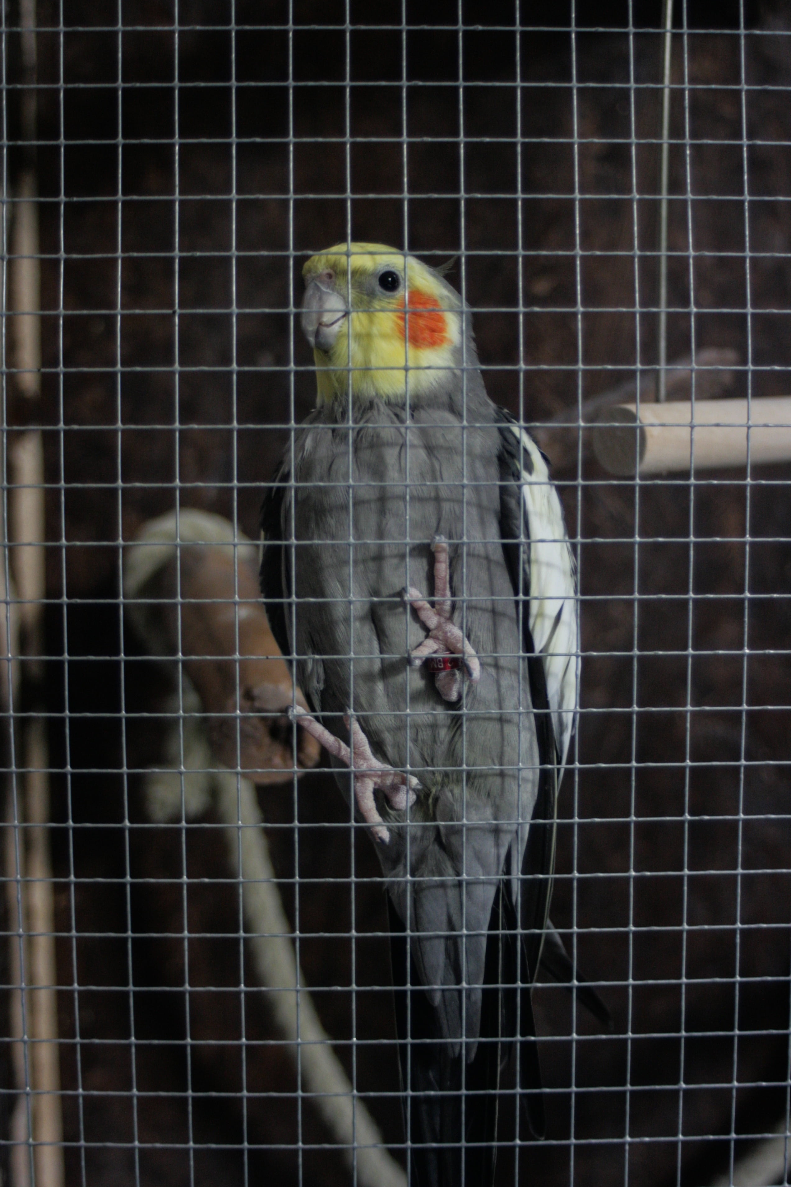 pets, 2K, one animal, bird, birdcage, close-up, perching, zoology, cockatiel, animal, focus on foreground, pet, animals in captivity, day, animals in the wild, Phone HD Wallpaper