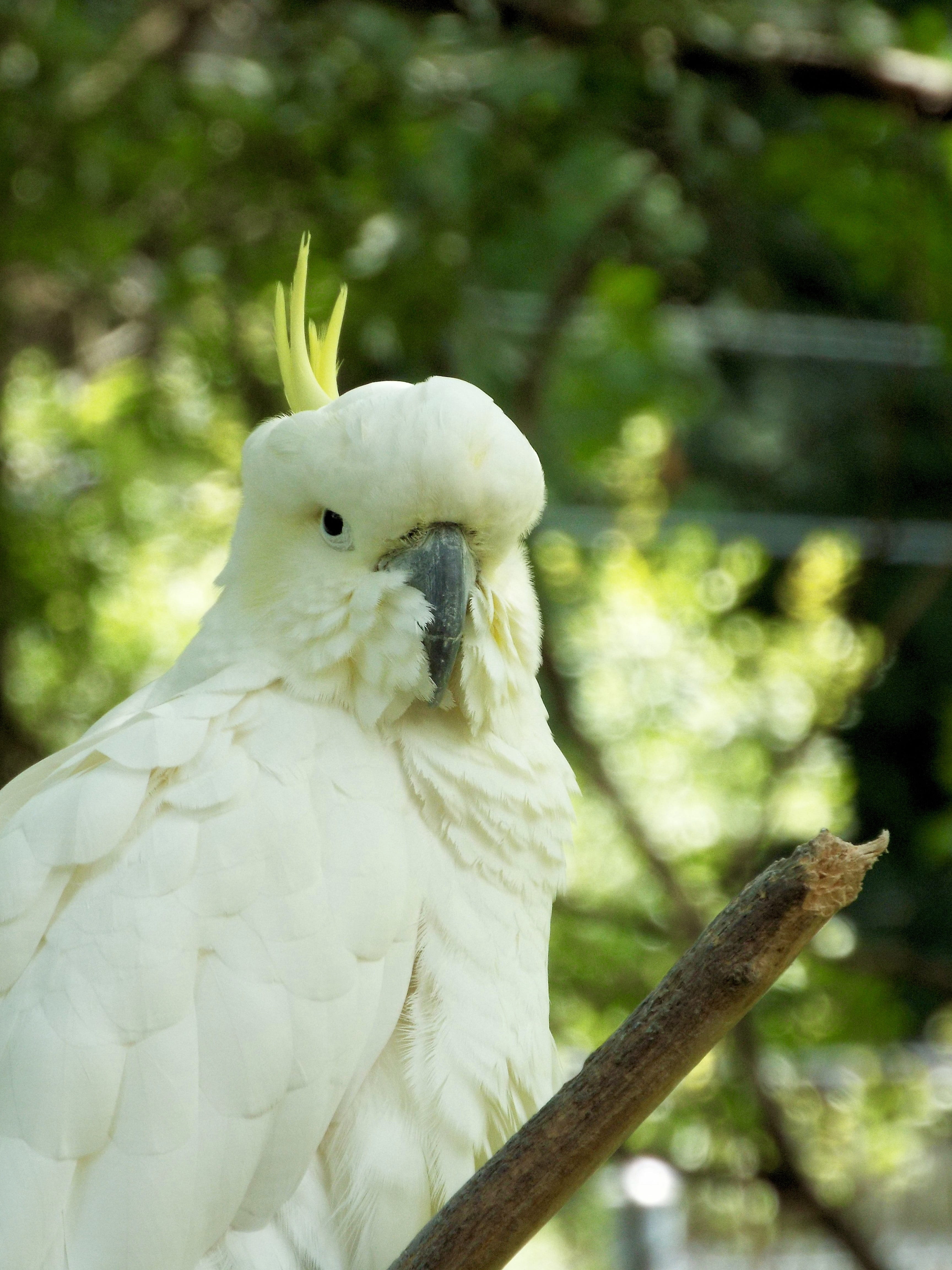 no people, white color, animals, pet, vertebrate, parrot, focus on foreground, branch, close-up, animals in the wild, wildlife, 4K, animal wildlife, animal, Phone HD Wallpaper