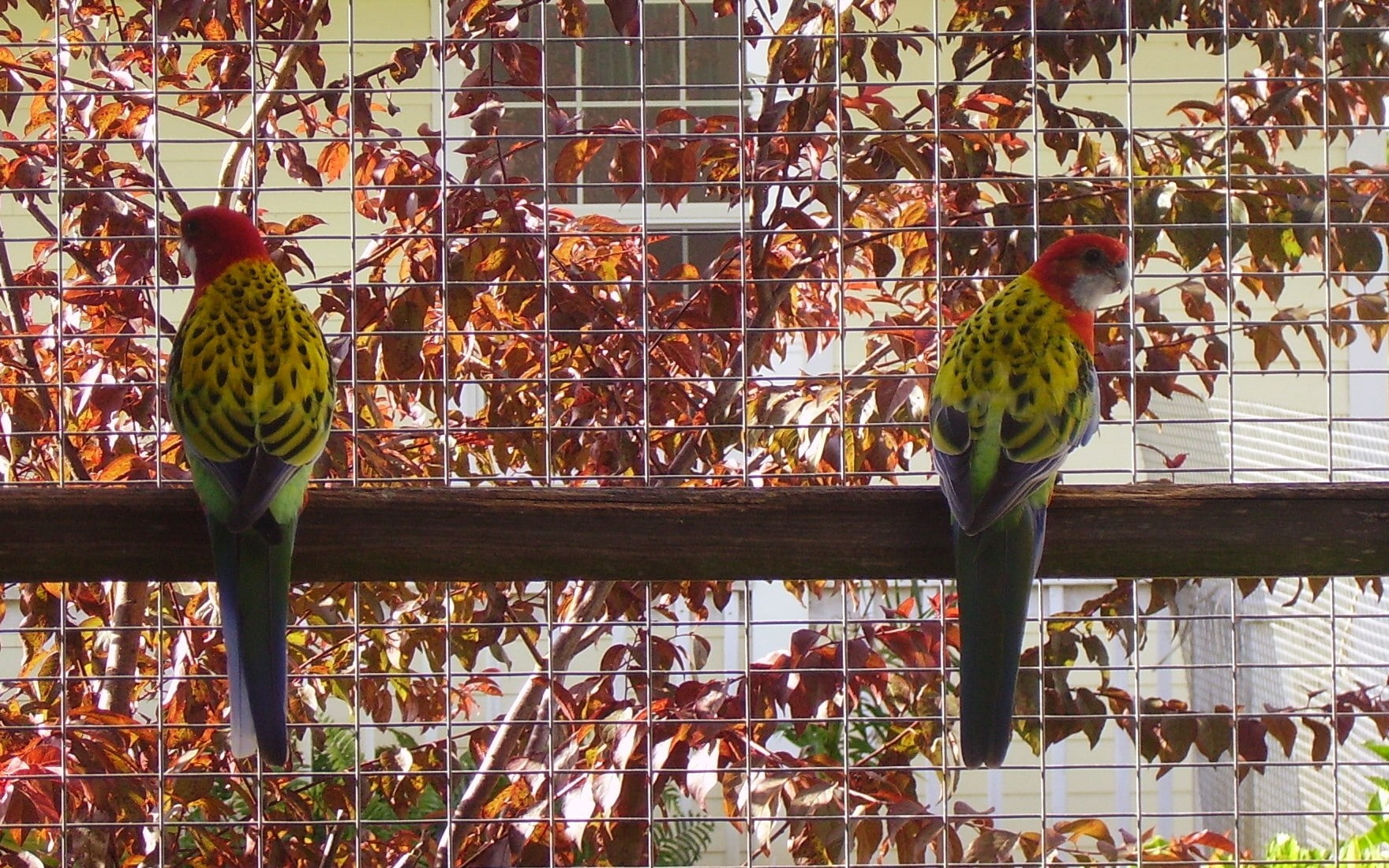 birds, animals in the wild, birdcage, bird, plant, cage, group of animals, perching, animal themes, no people, animals in captivity, animal wildlife, day, HD Wallpaper