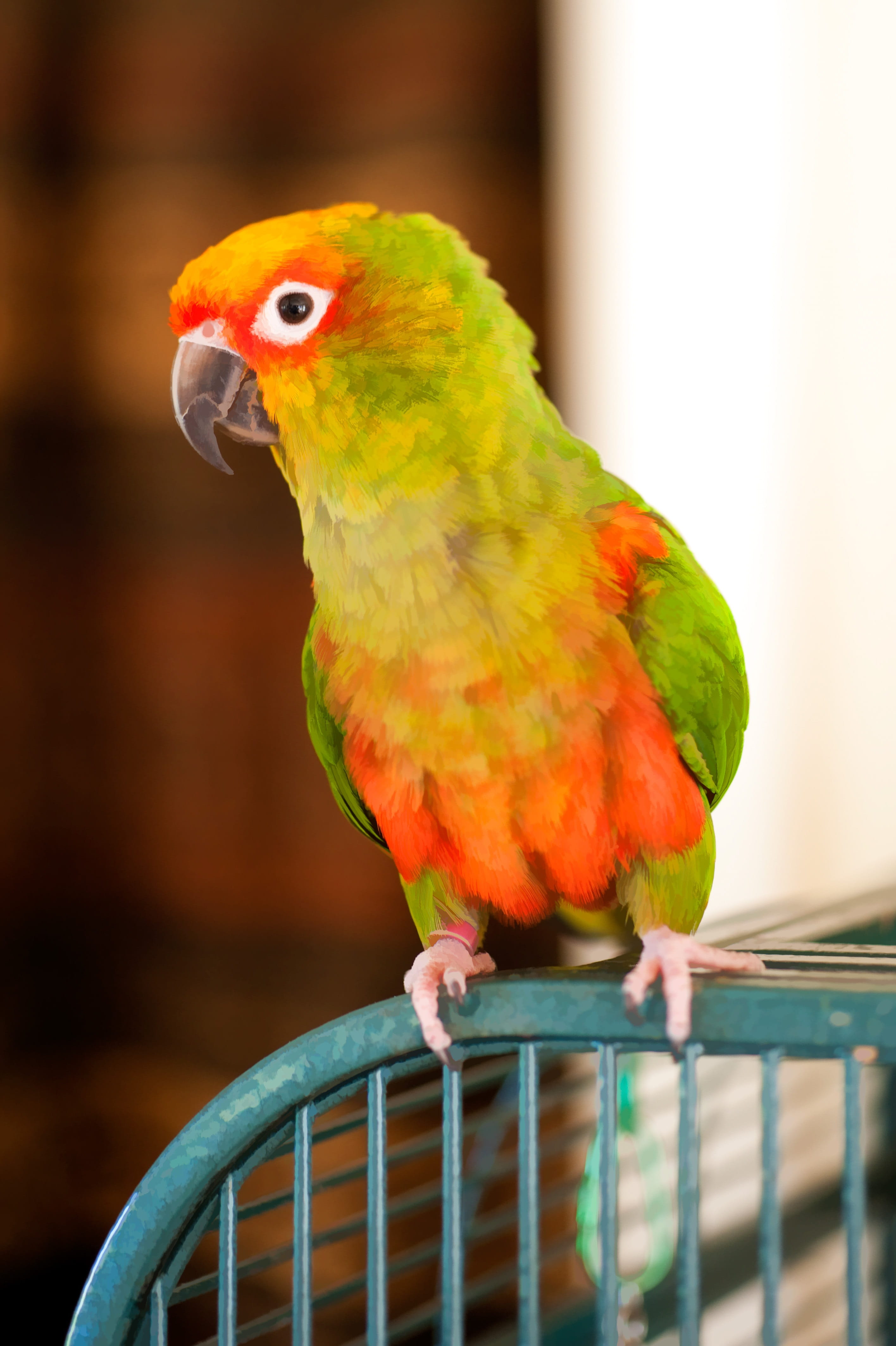 no people, birdcage, parakeet, domestic, vertebrate, animal themes, cage, parrot, feather, indoors, perching, bird, animal wildlife, animal, colorful, focus on foreground, Phone HD Wallpaper