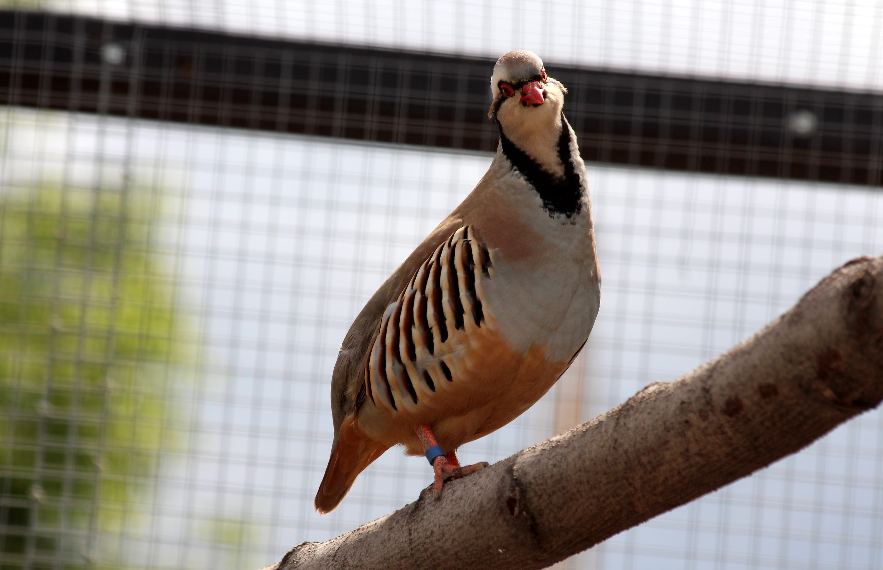 rock partridge, wild, focus on foreground, one, birdcage, animals in the wild, outdoors, animals, vertebrate, fauna, animal wildlife, metal, day, alectoris graeca, HD Wallpaper
