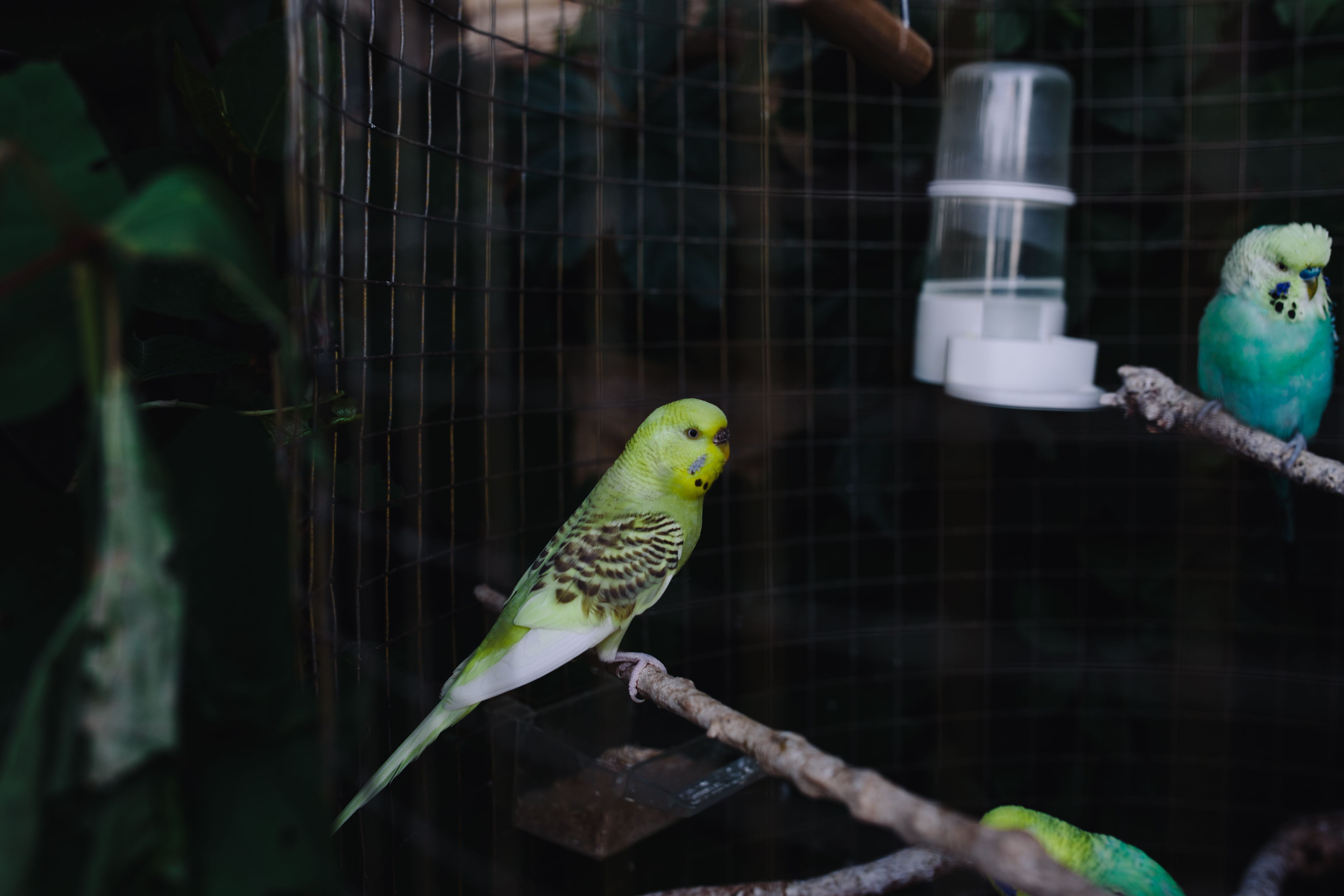 parrot, budgie, no people, domestic, animals in the wild, one animal, budgerigar, bird, budgies, cage, focus on foreground, perching, animal, day, pet, HD Wallpaper