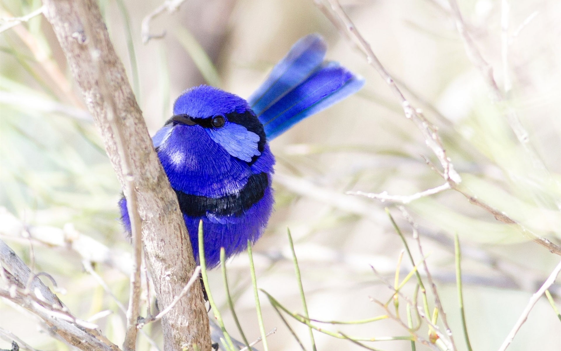 1080P, close, Bird, Blue, Feathers, HD Wallpaper