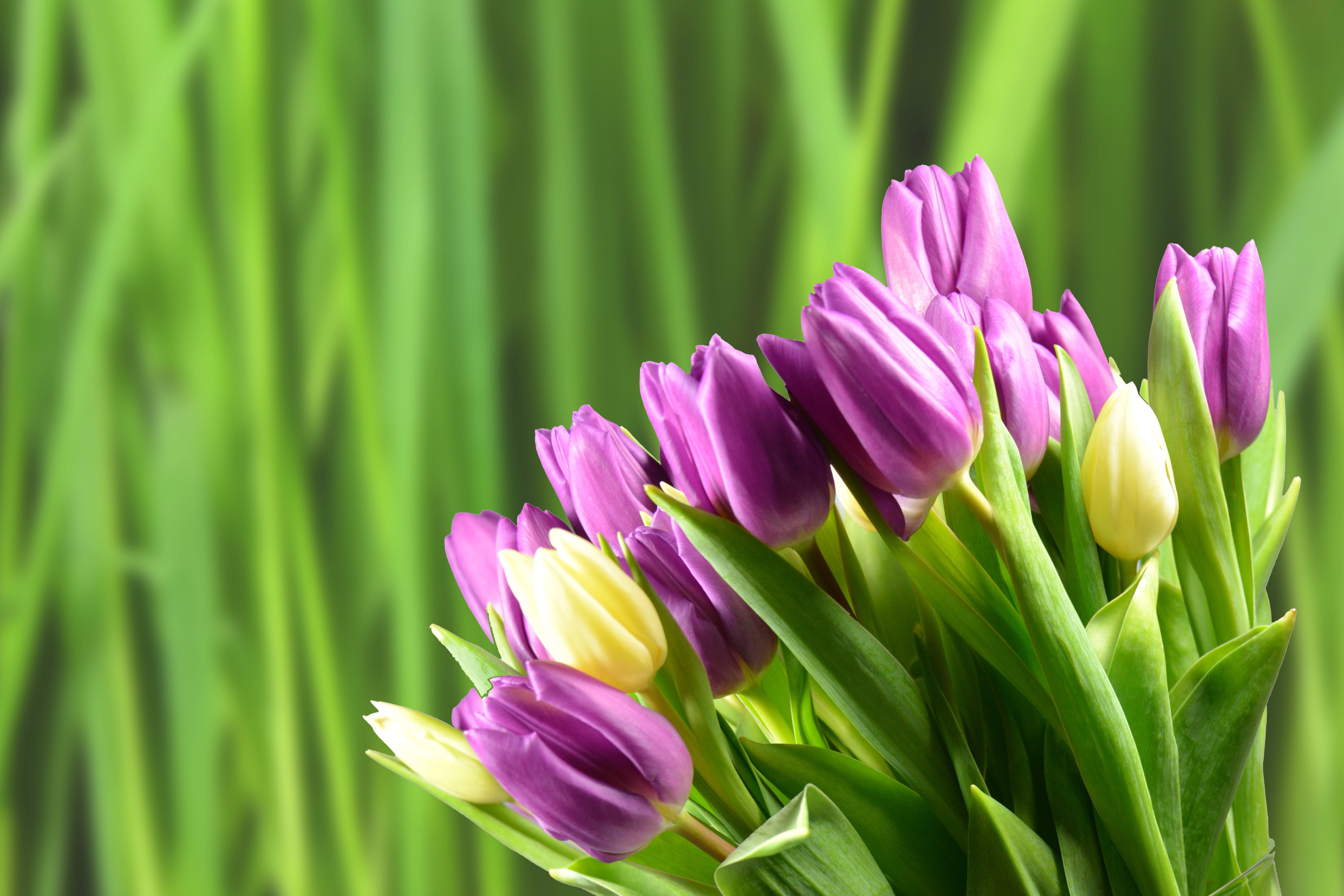 purple, fragility, vulnerability, leaf, plant part, garden, inflorescence, growth, no people, flower, day, 4K, bloom, focus on foreground, spring, flowers, HD Wallpaper