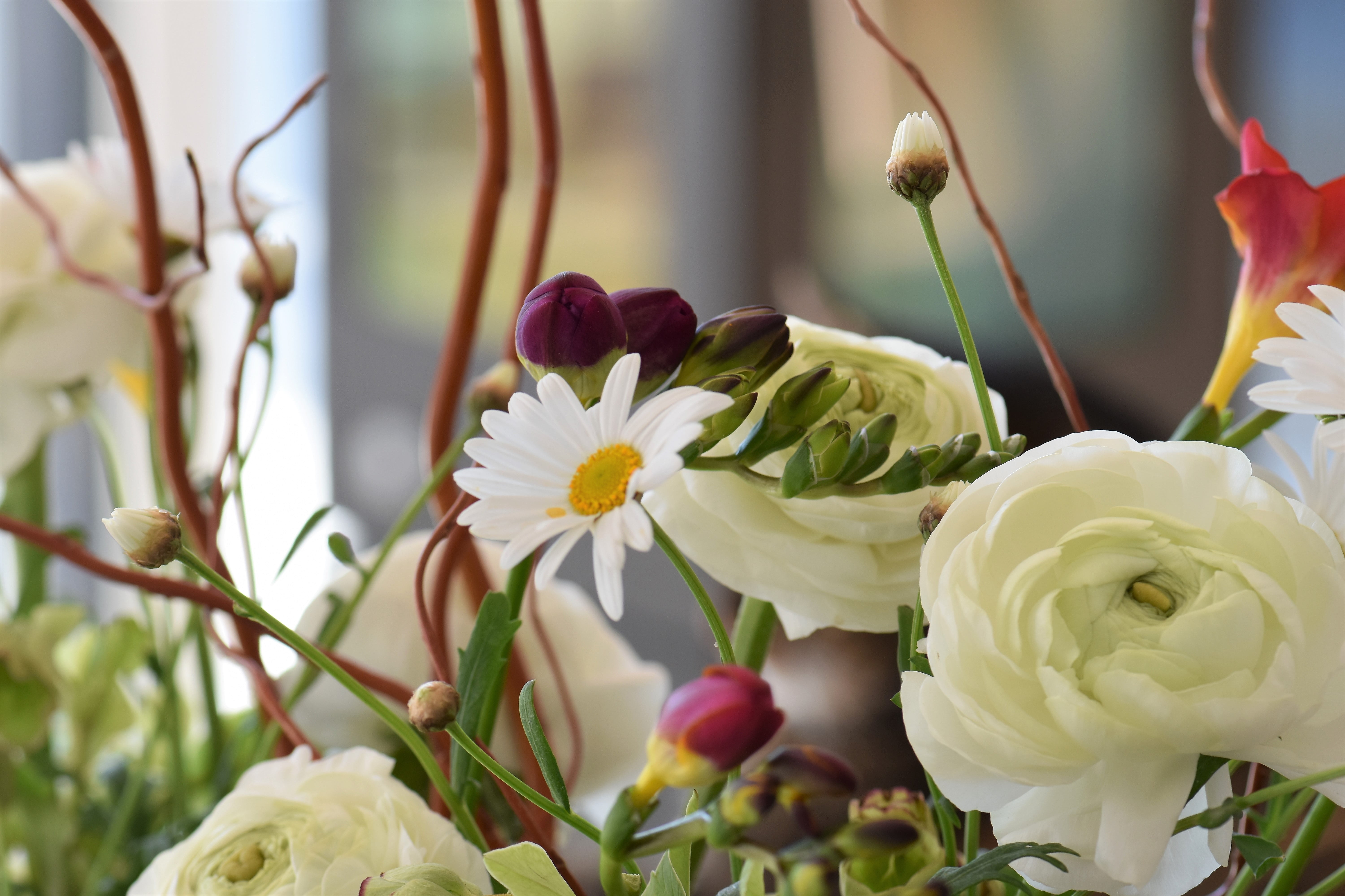 strauss, spring, wedding, flowering plant, no people, color, bloom, flower head, deco, nature, focus on foreground, plant, floral, white color, close-up, HD Wallpaper
