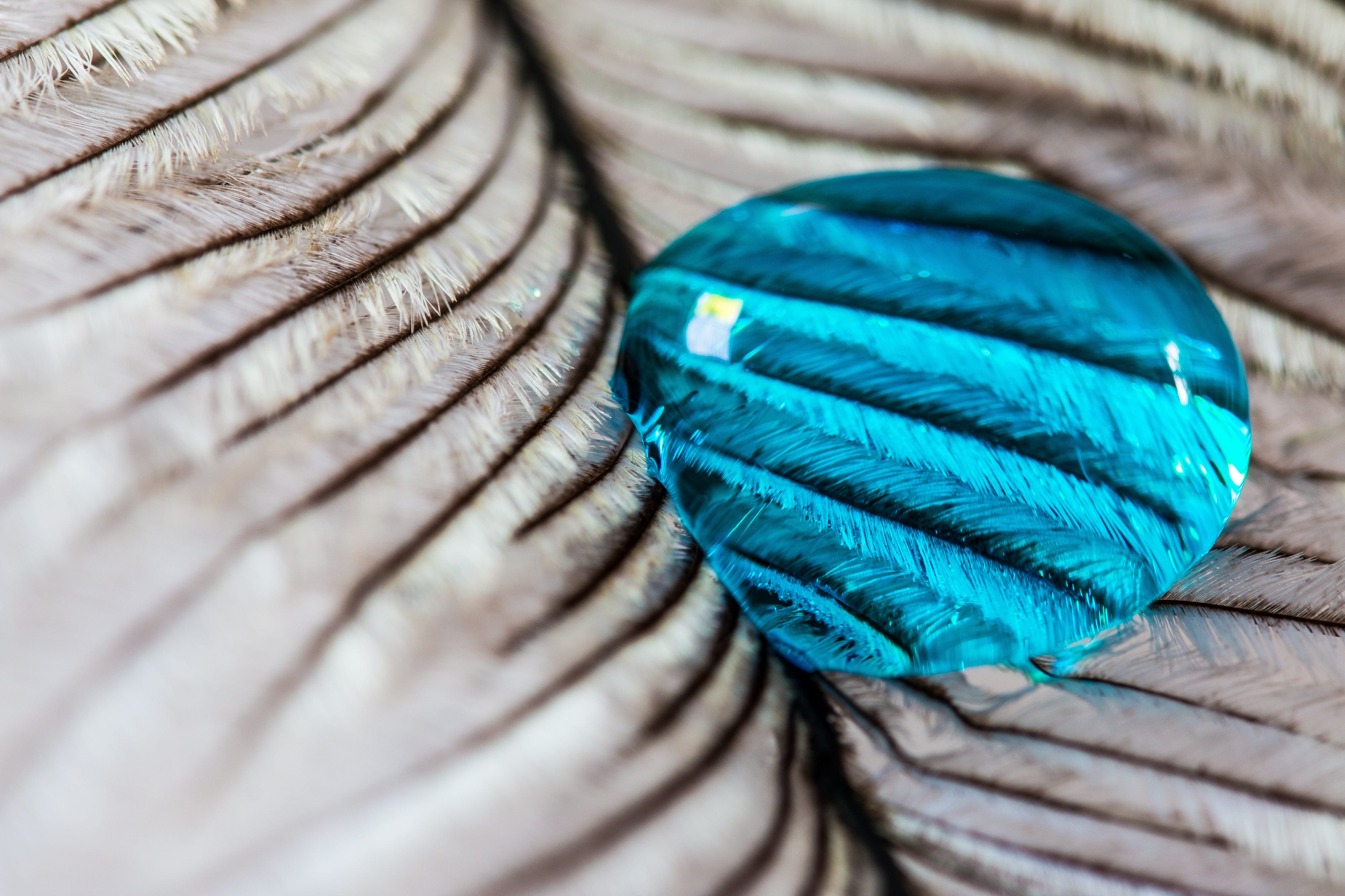 turquoise colored, tied up, close-up, green color, strength, focus on foreground, macro, bird feather, backgrounds, detail, selective focus, liquid, 4K, HD Wallpaper
