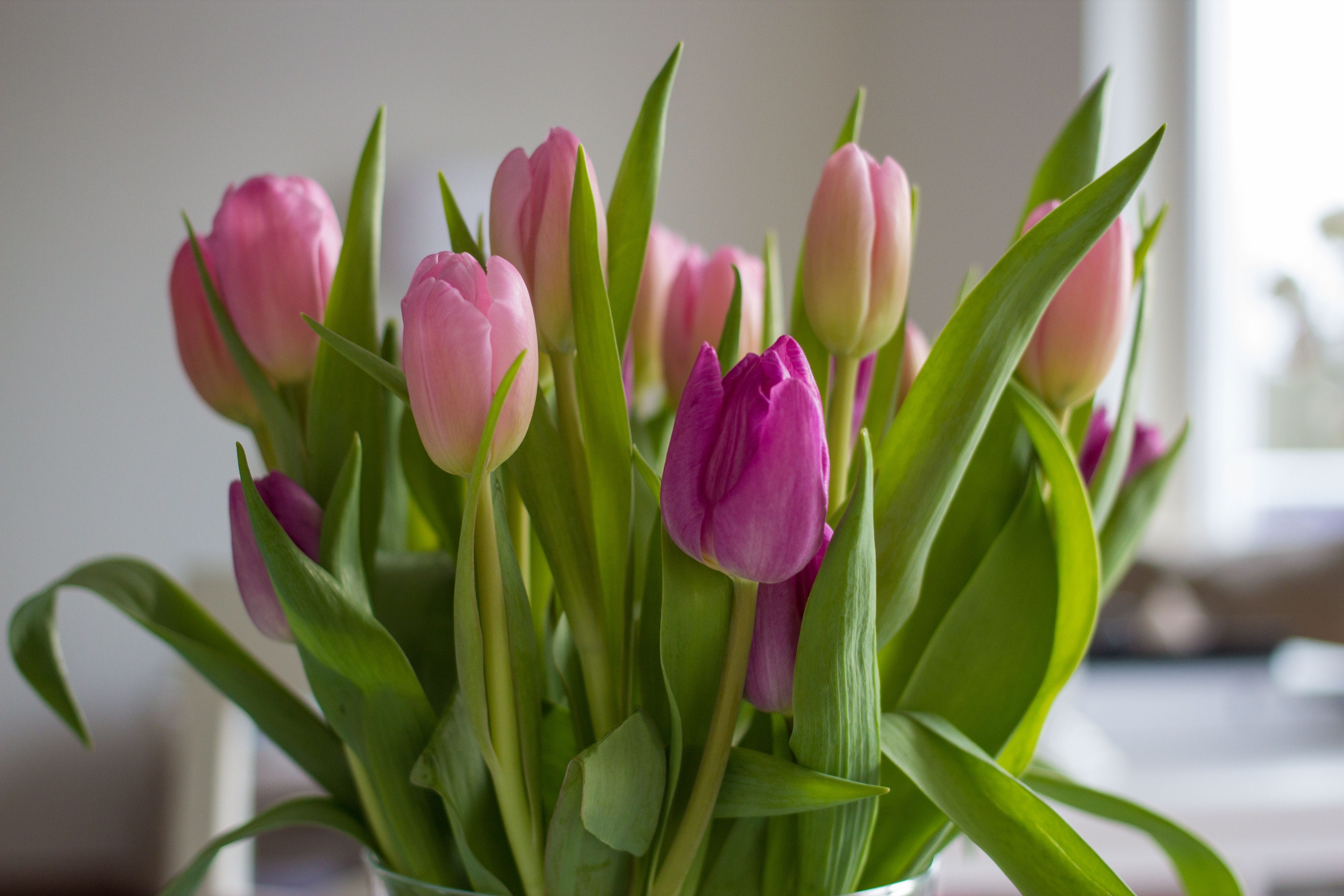 leaf, flowers, plant part, flowering plant, purple, bunch of flowers, pink, focus on foreground, tulip bouquet, freshness, flower, no people, plant, flower arrangement, HD Wallpaper