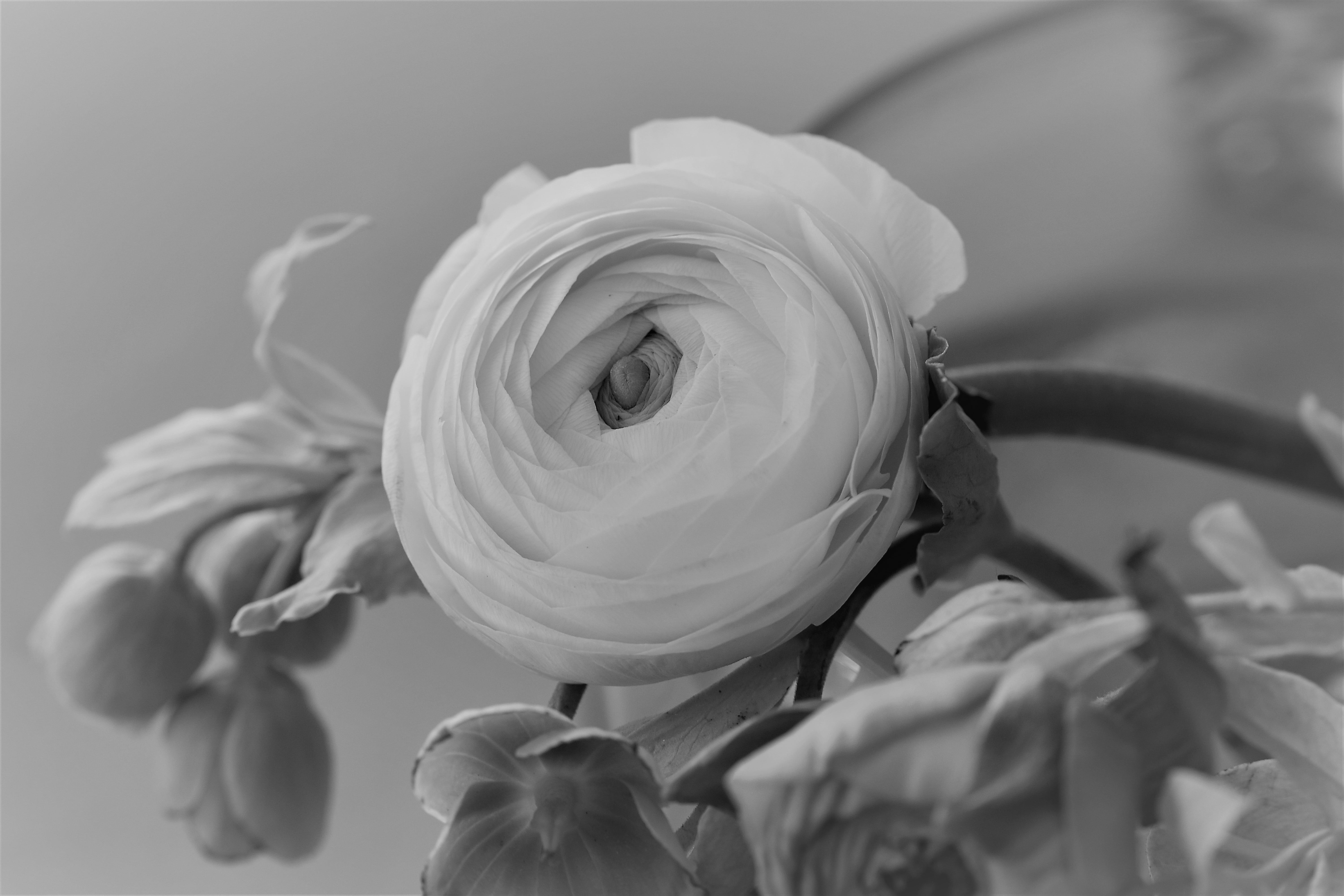 nature, beauty in nature, flower, christian roses, fragility, blossom, black and white, vulnerability, flower head, spring, white, inflorescence, focus on foreground, HD Wallpaper