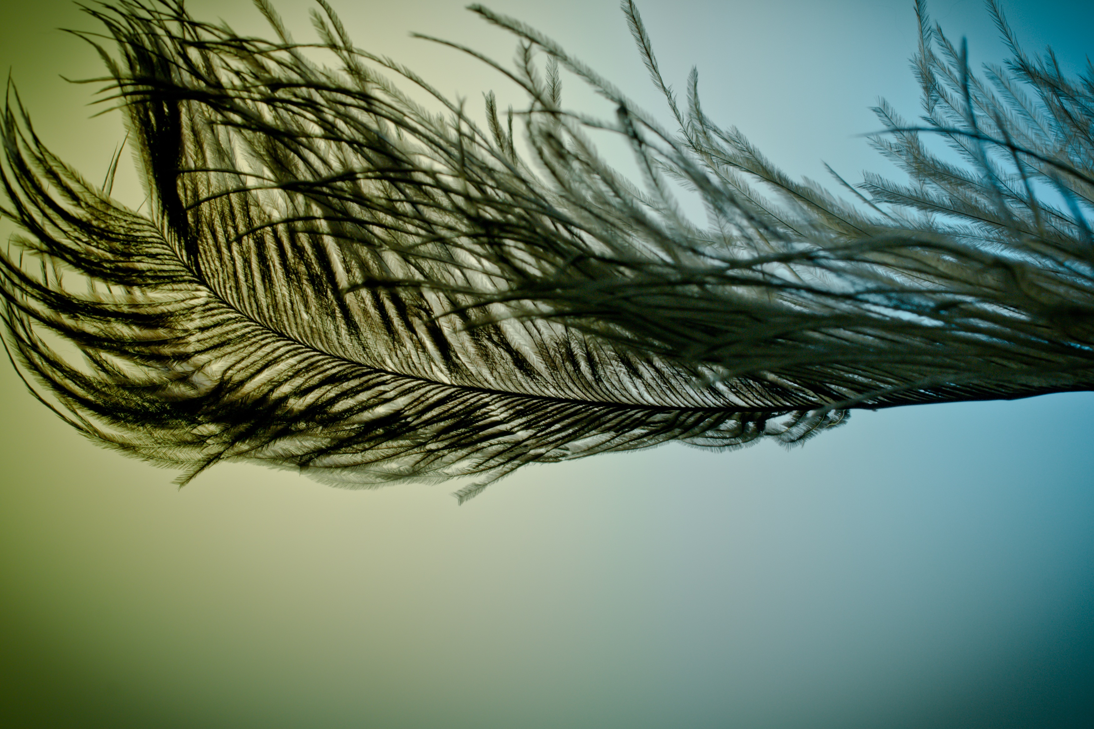 close-up, tender, plant part, bird, growth, studio shot, strauss, tranquility, ease, green color, outdoors, leaves, close, day, plant, beauty in nature, HD Wallpaper