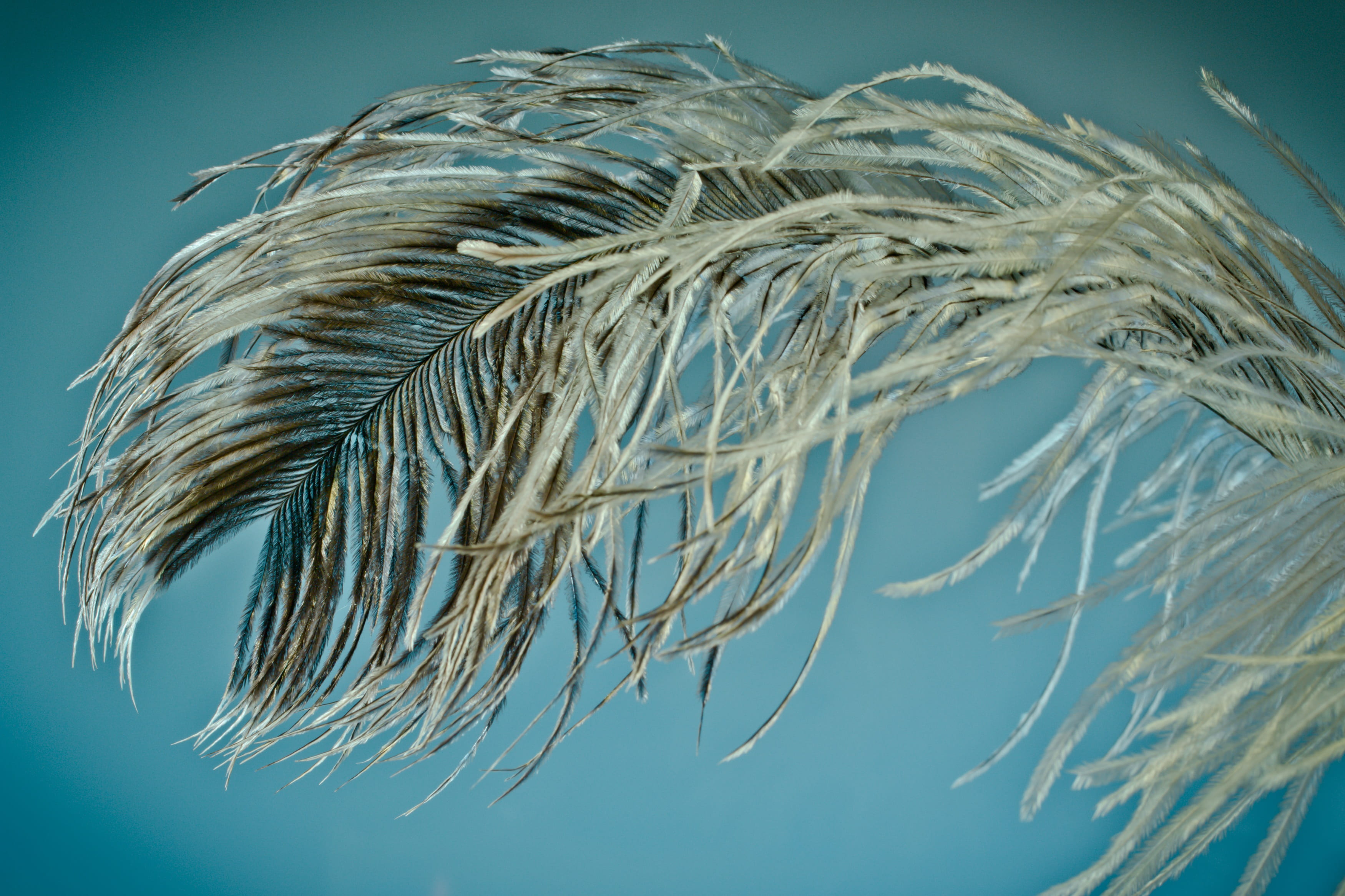 ease, clear sky, beauty in nature, strauss, plant, close, feather, no people, animal wildlife, wind, spring dress, bird, close-up, outdoors, nature, low angle view, HD Wallpaper