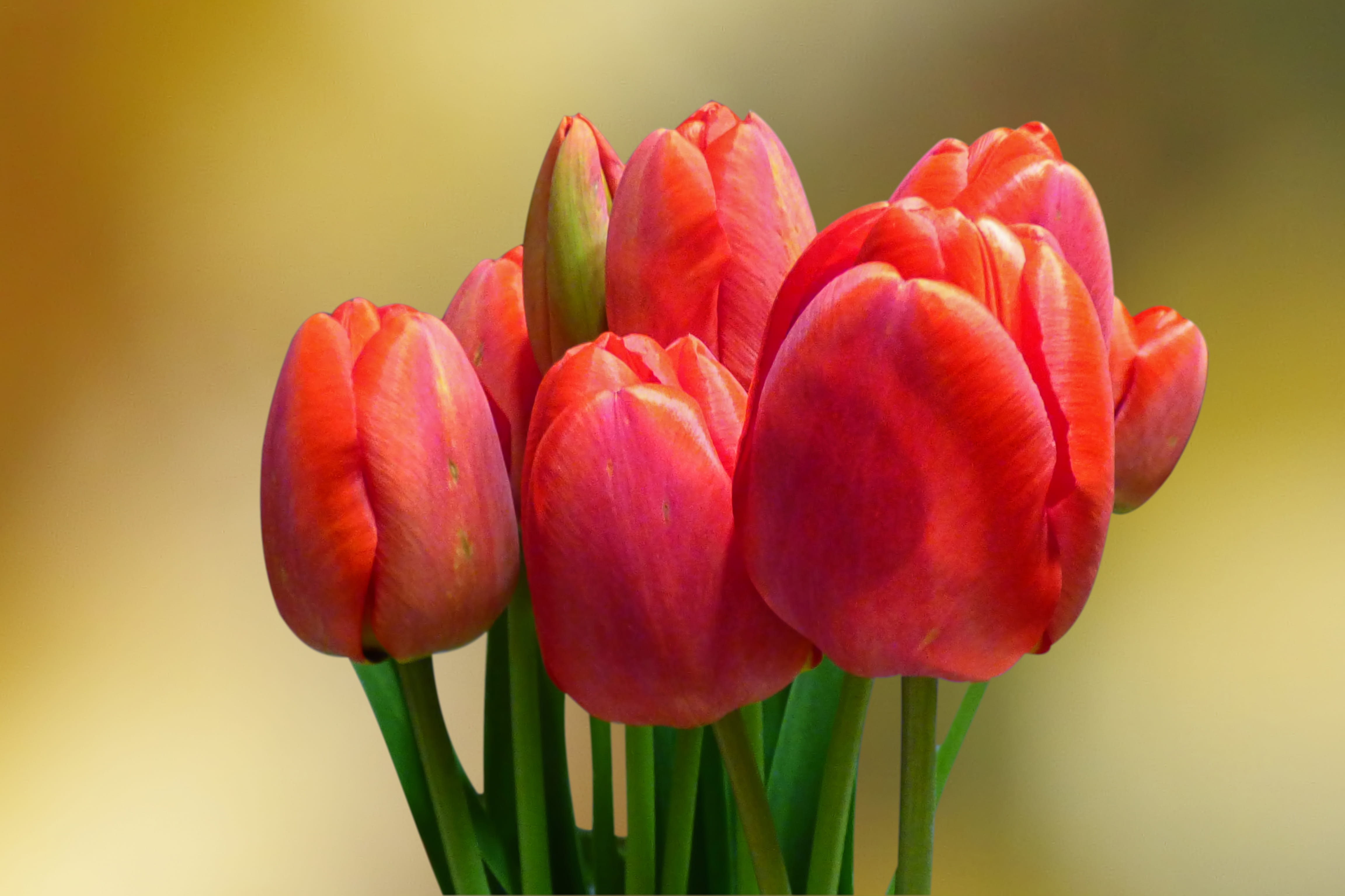spring flowers, flowering plant, colored background, inflorescence, studio shot, bunch of flowers, bukeh, petal, flower head, fragility, close-up, flowers, HD Wallpaper
